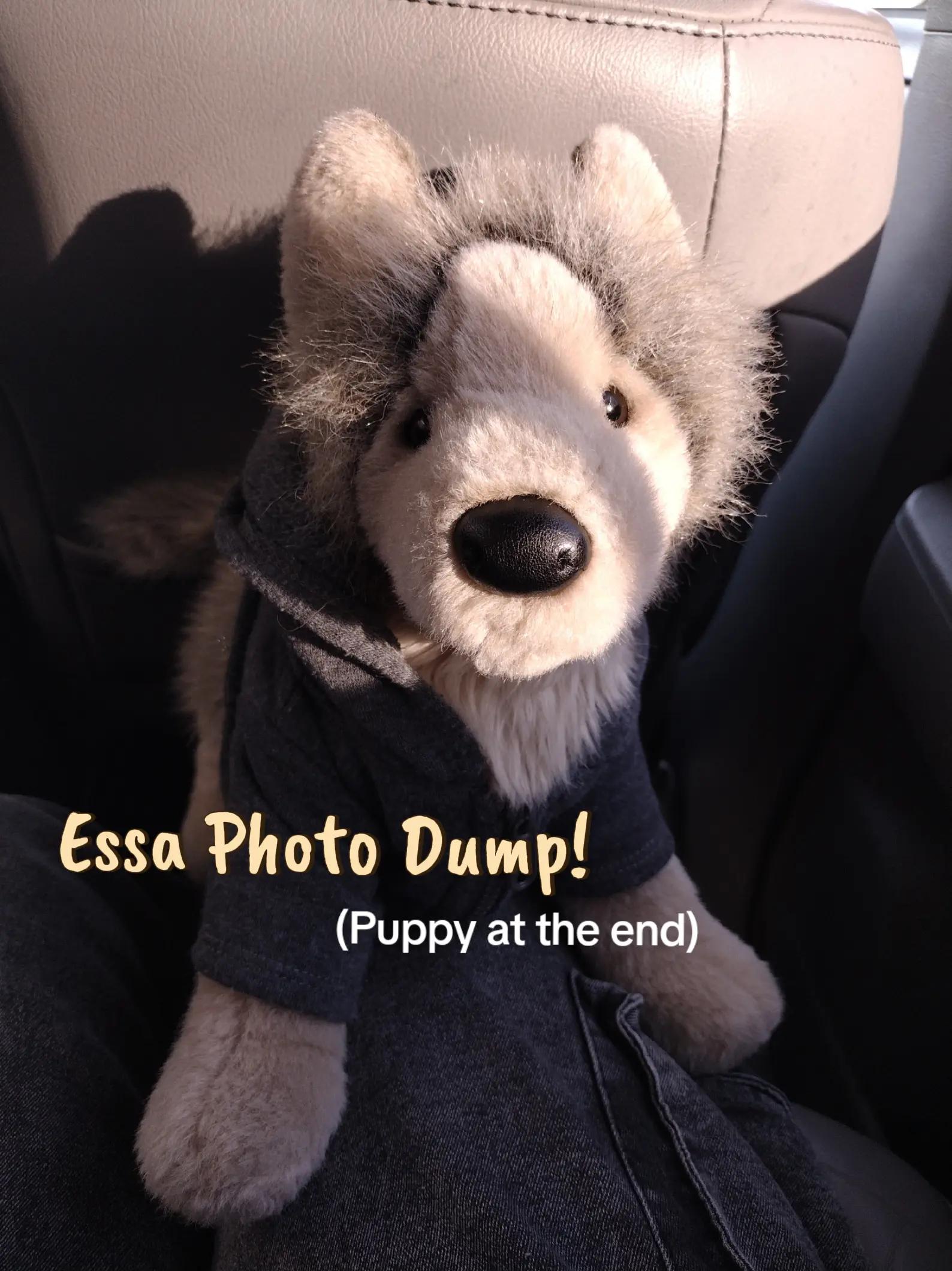 @🐾&middot;🐕&zwj;🦺★&middot;𝐴𝑢𝑔𝑢𝑠𝑡&middot;★📷&middot;🦴