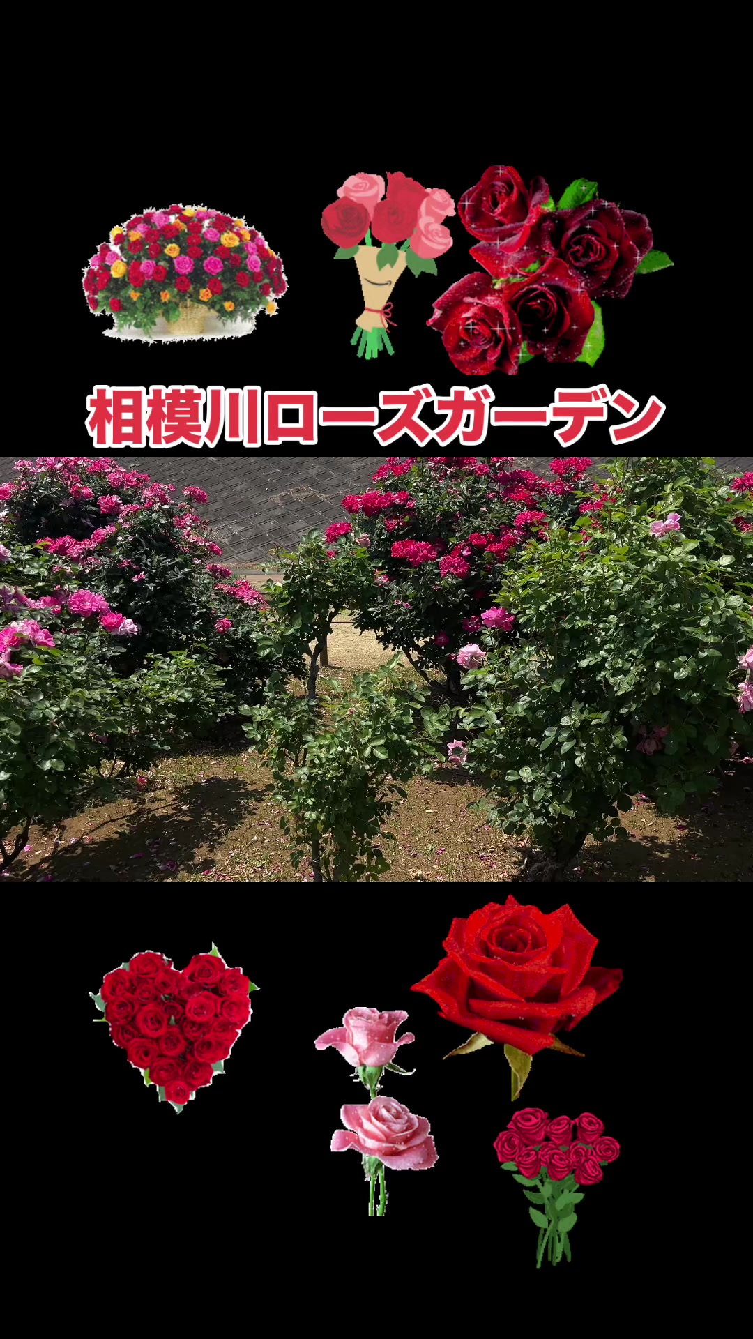 @神奈川大好き🤜💚🤛