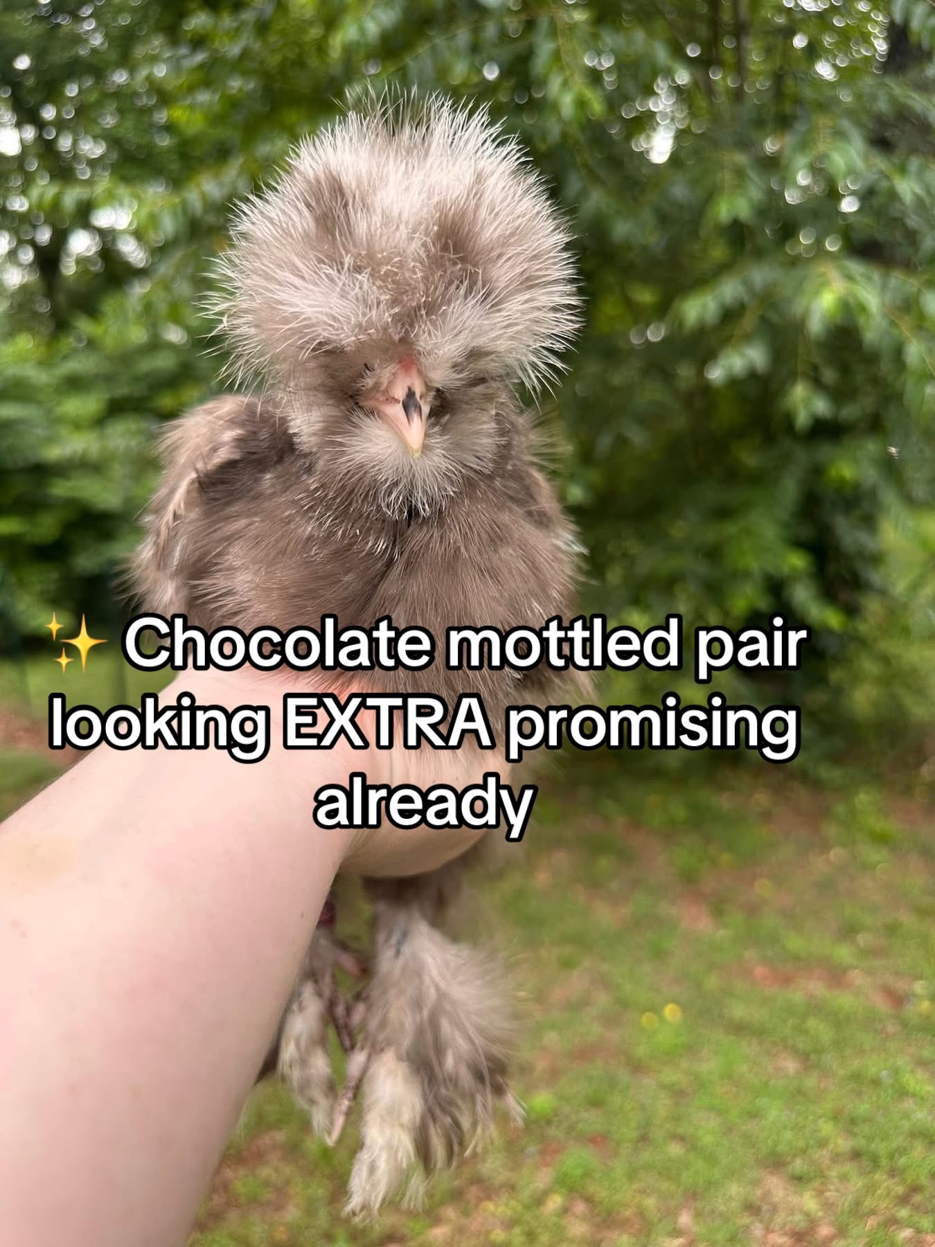@Matthew&rsquo;s Feathered Farm