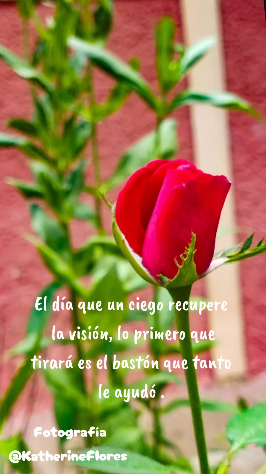 @Zoila Flores