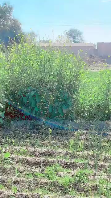 @Lala Asif