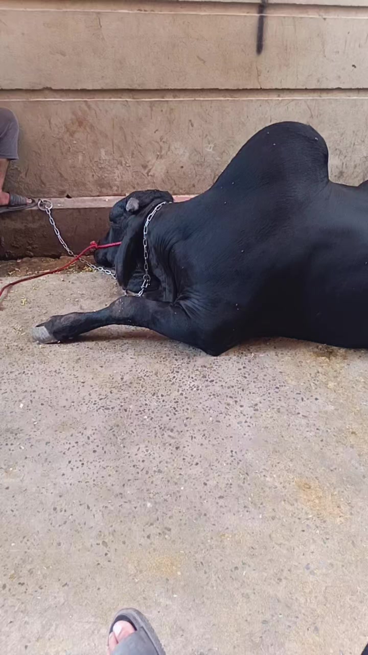 @👿جٹ ـــــــــــ محکمہ👿