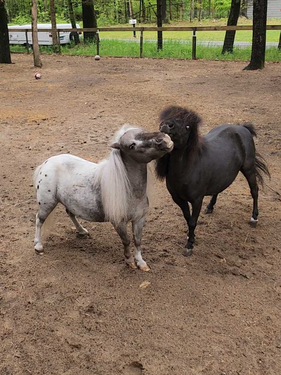 @minihorsemomandtrainer🐴🐴🐴🐴