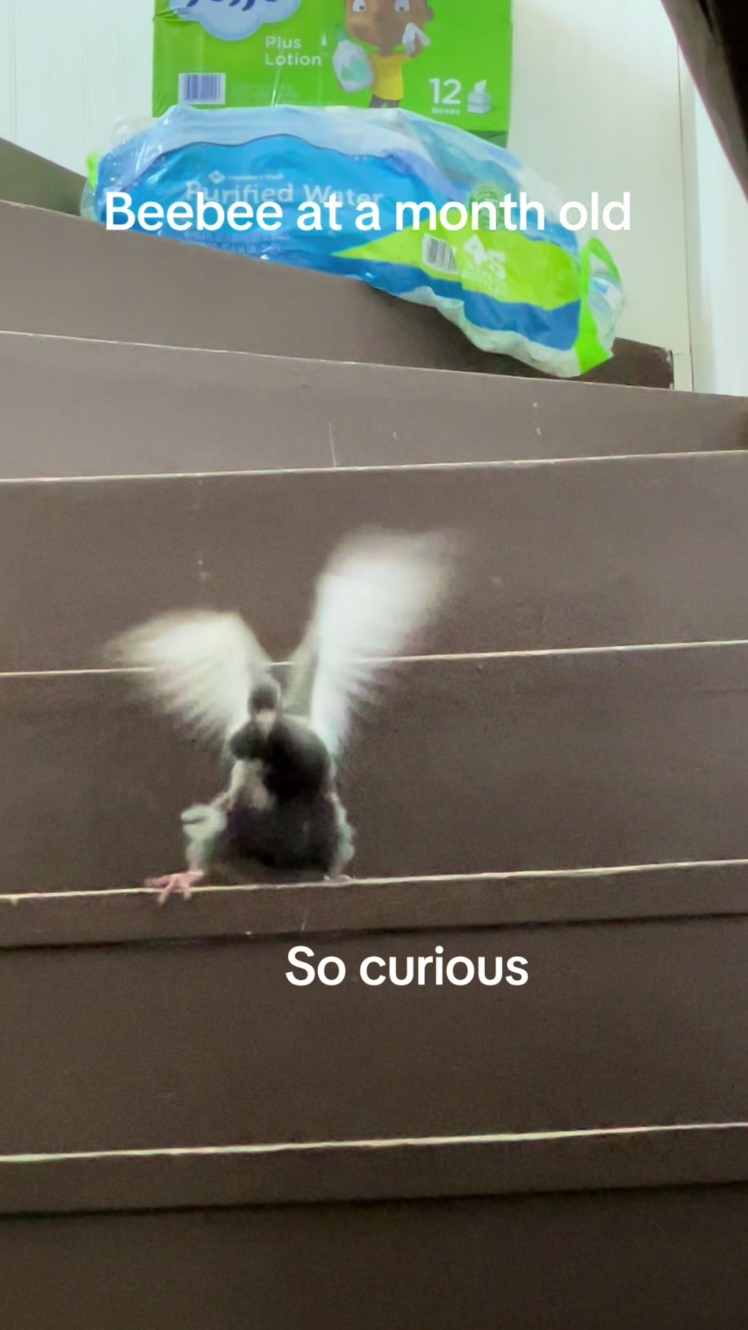@Beebee The Pigeon