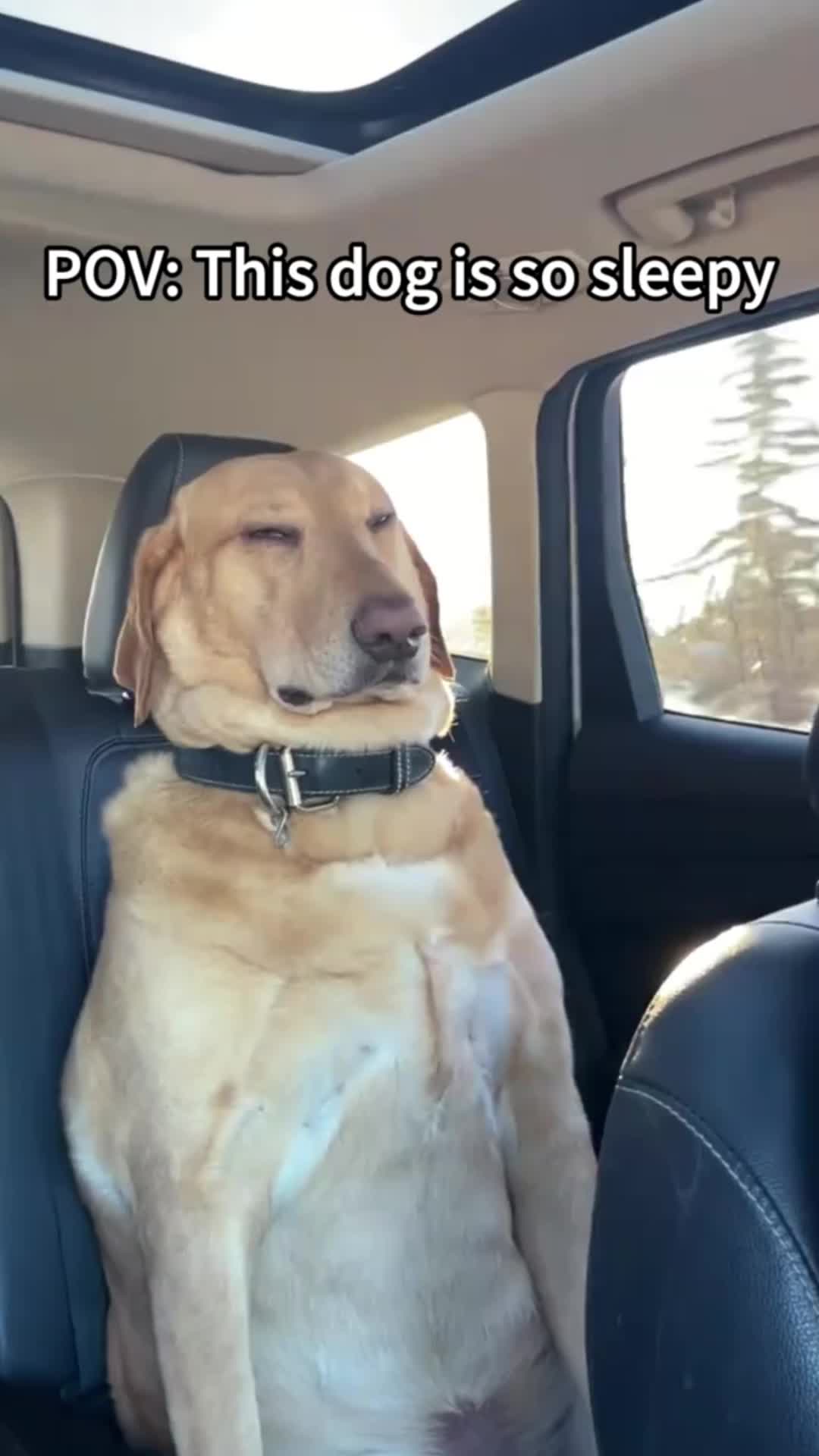 @cuteanimals472