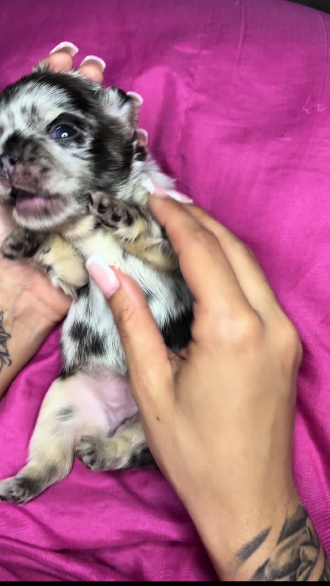 @Trendingbulldogz