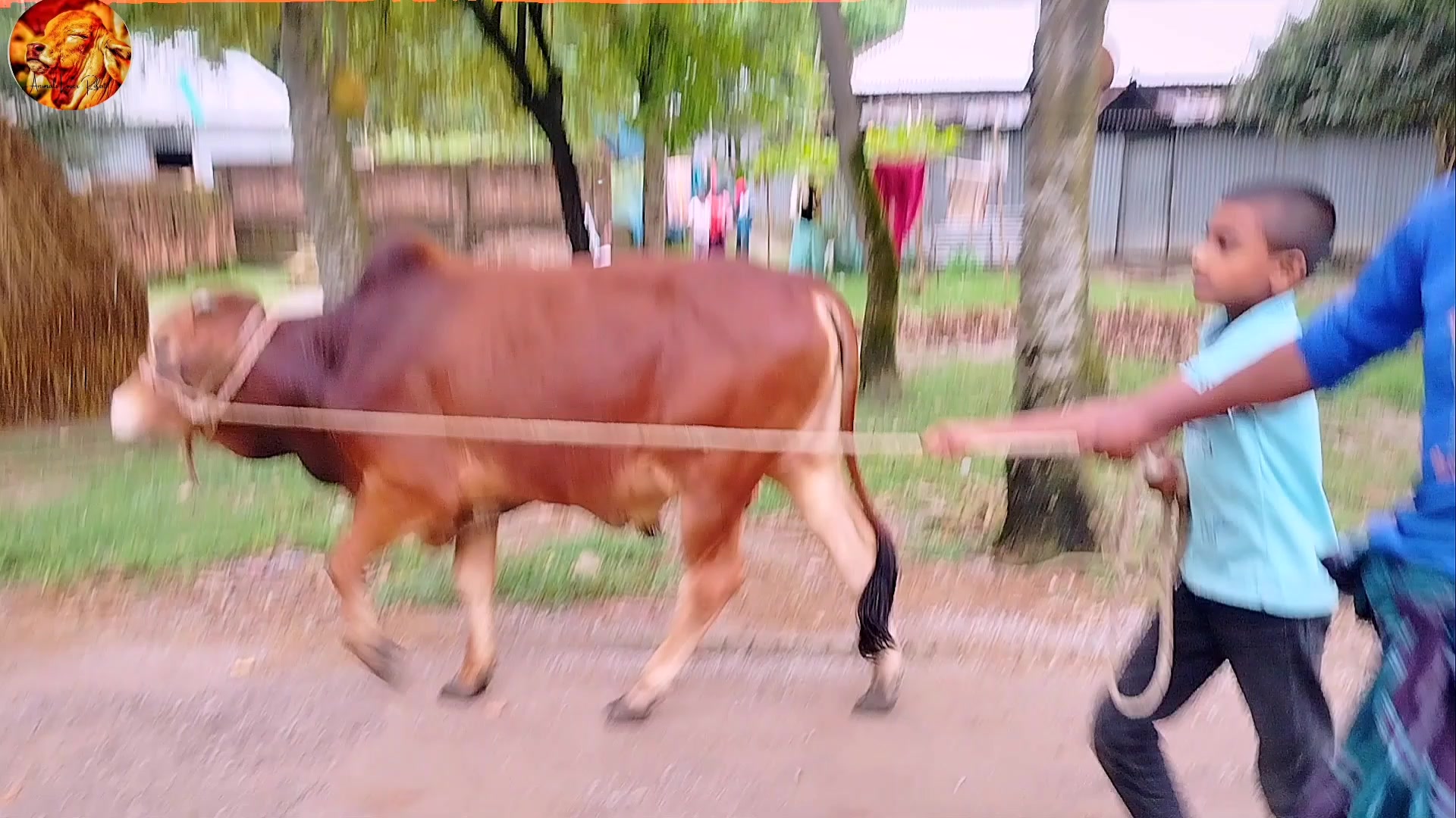 @Animals Lover Rifat