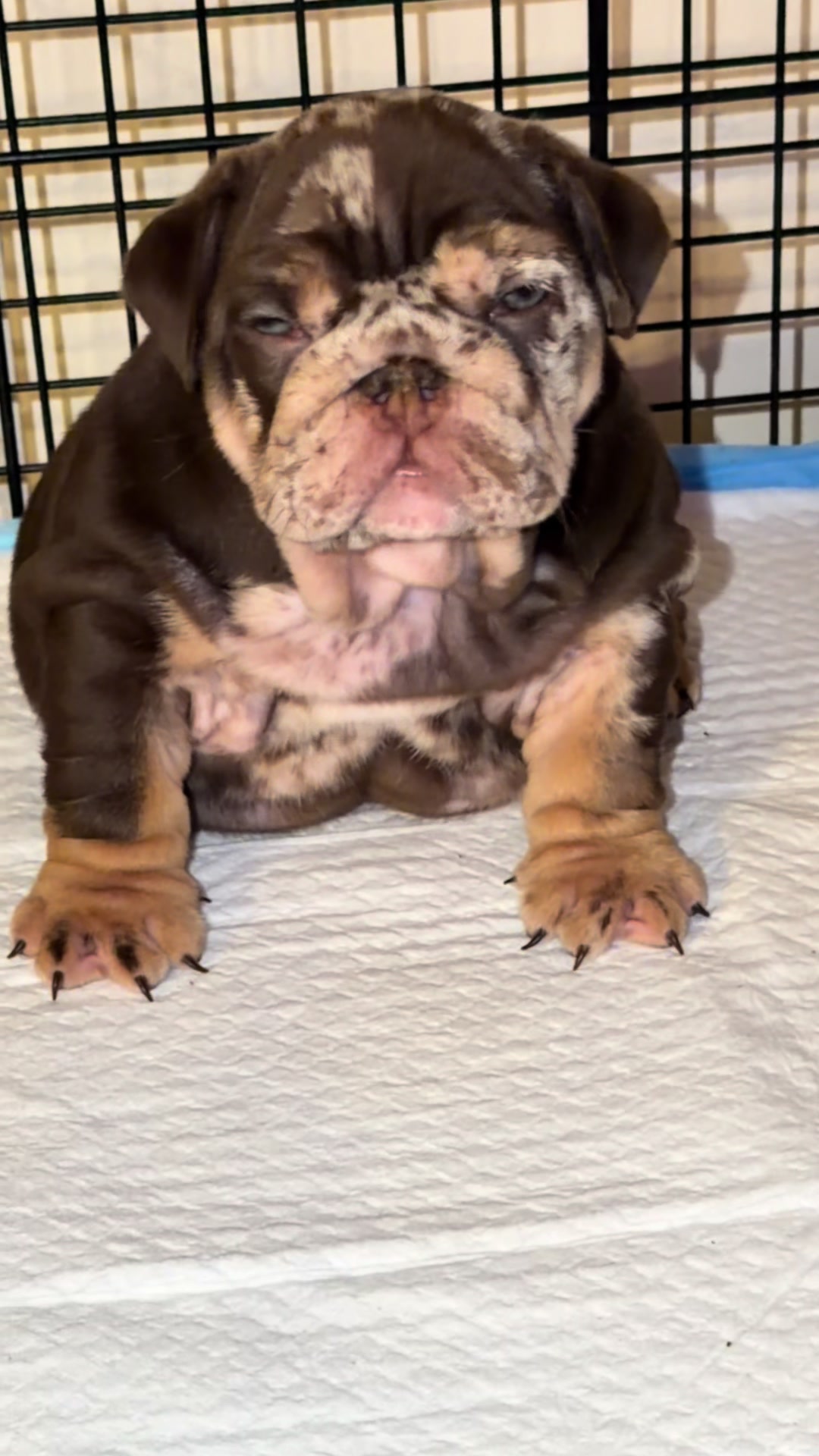 @Sanchezbulldogs_