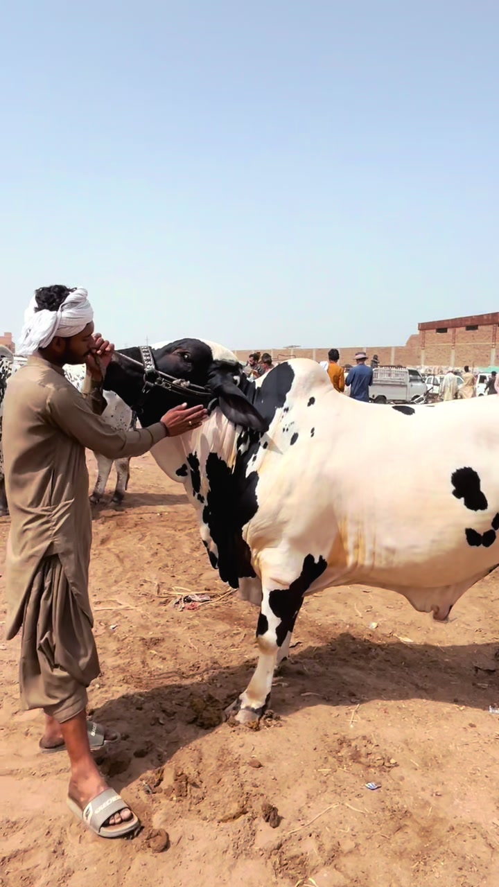 @Shah Goat Farm