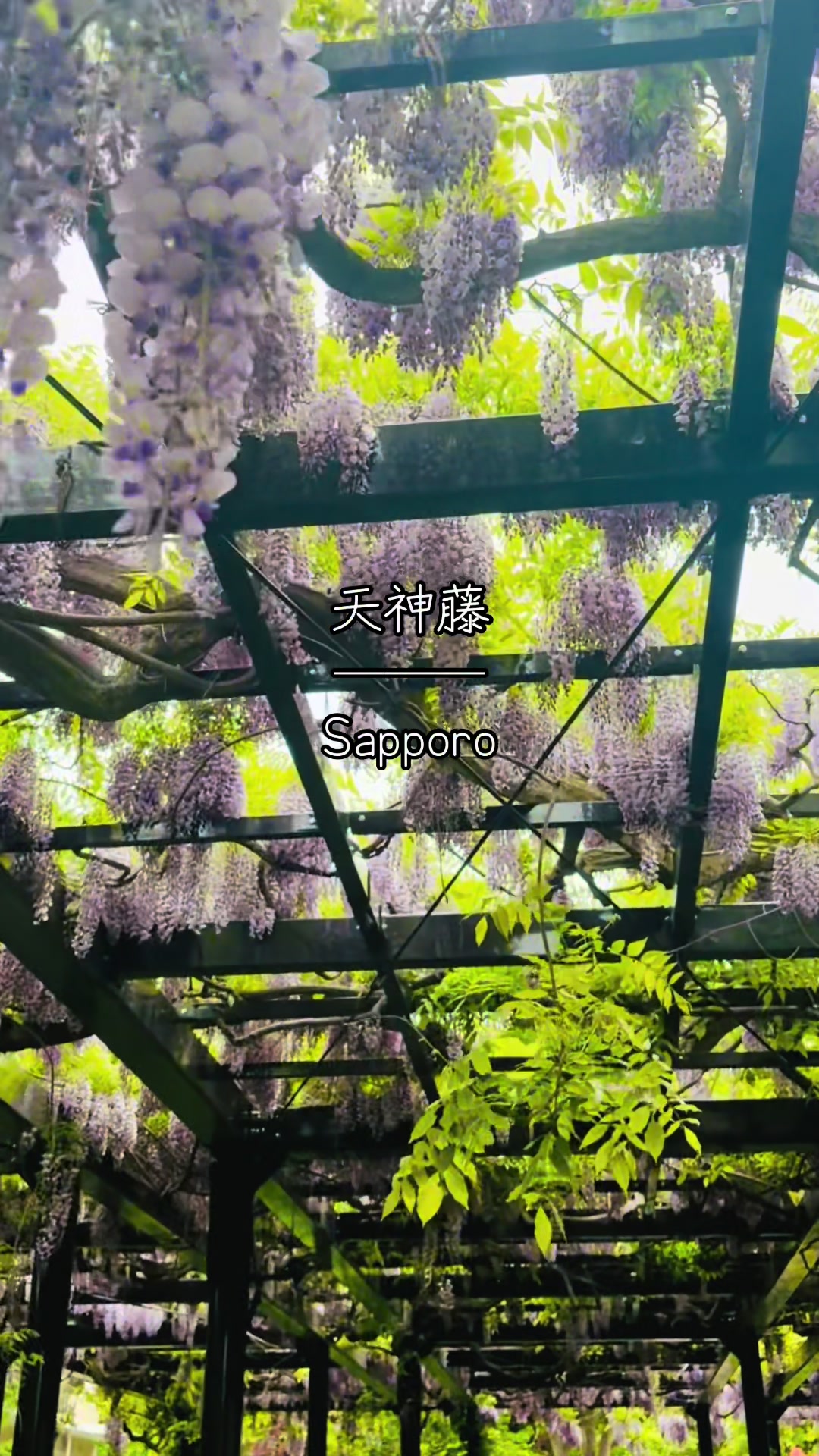 @ハチワレる