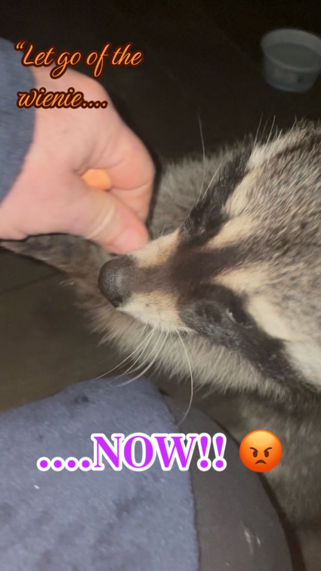 @LoneWolfKritterKam