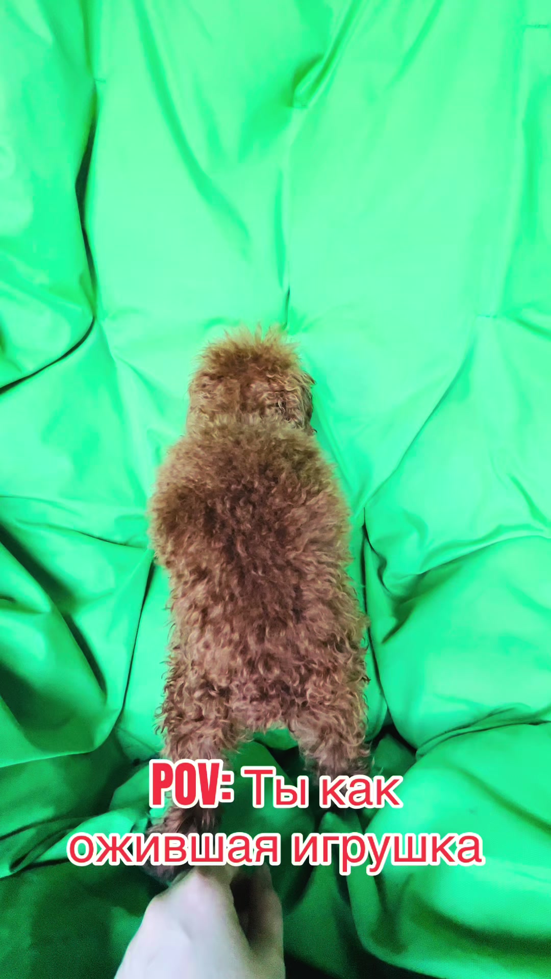 @Yorkie Maltipoo ShihTzu Teddy