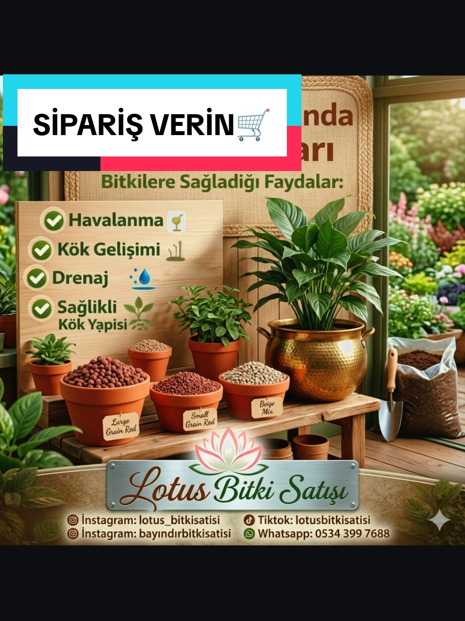 @Lotus bitki satışı