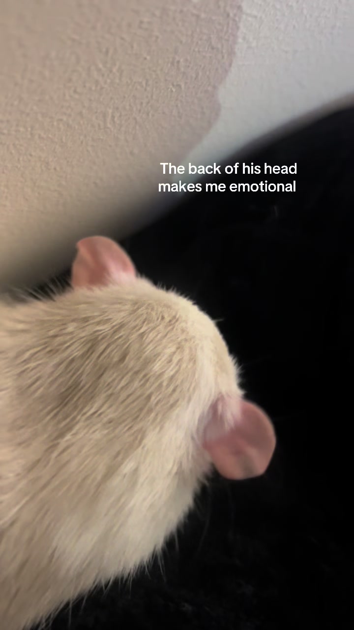 @catratgirl