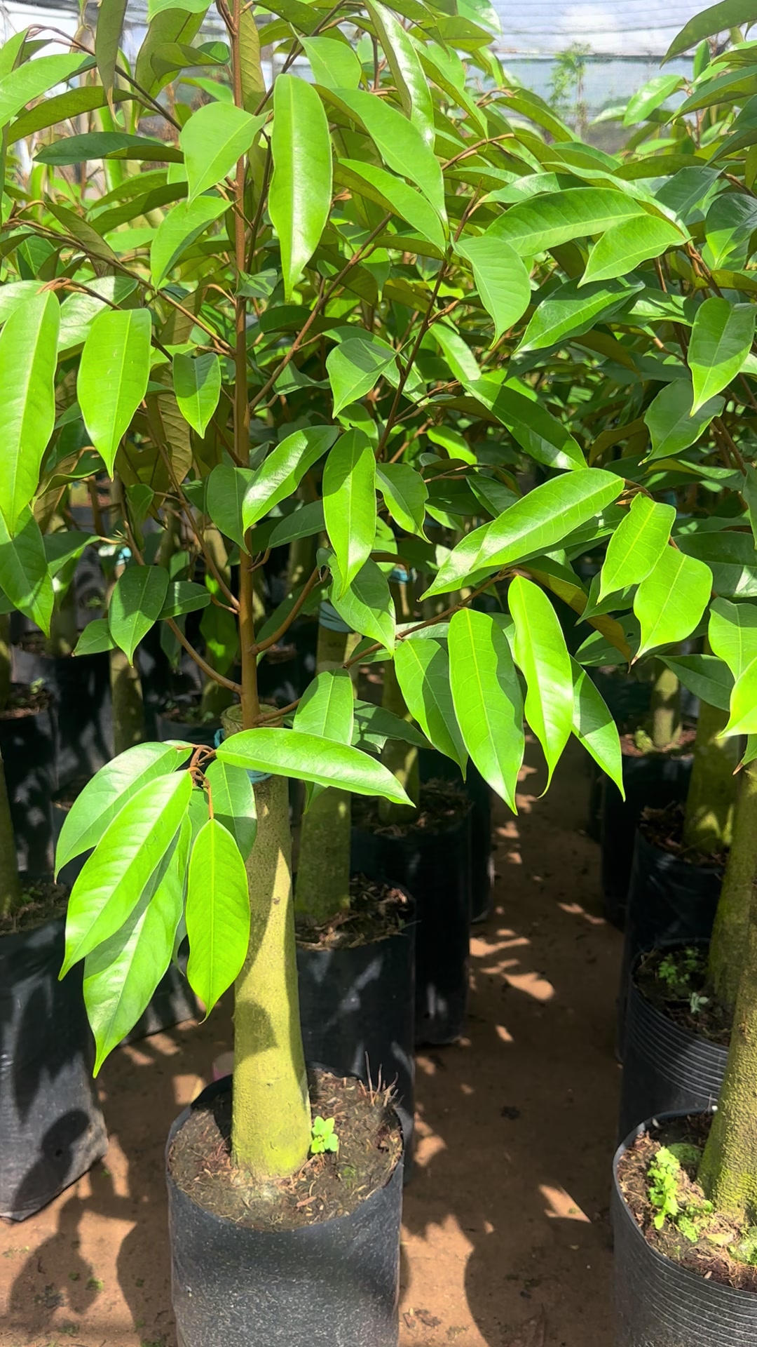 @Hùng Chương STCG Welofarm