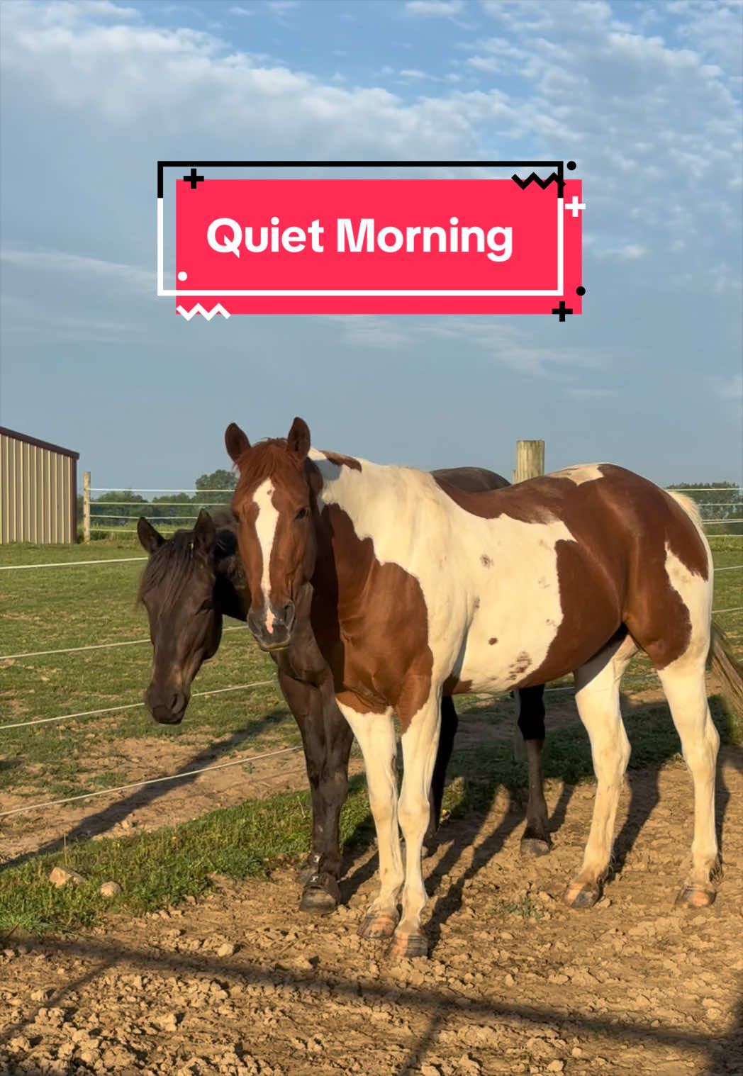 @yourhorseandponyleader