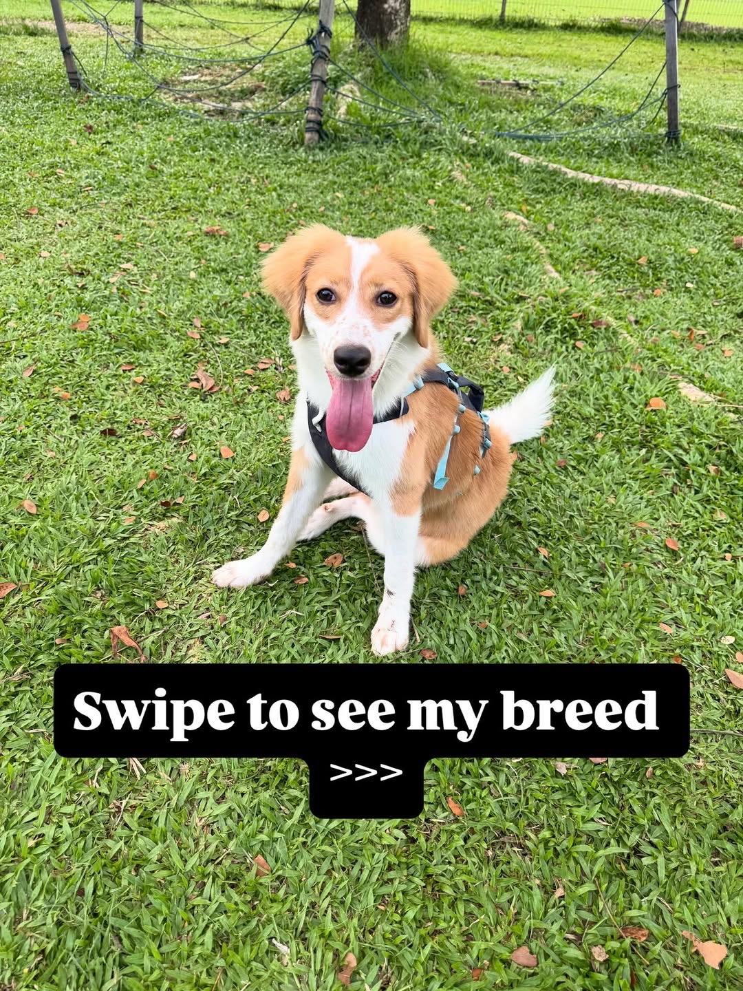 @Embark Vet