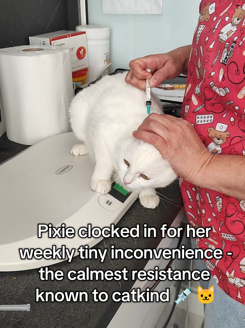 @Fluffy - the persian cat