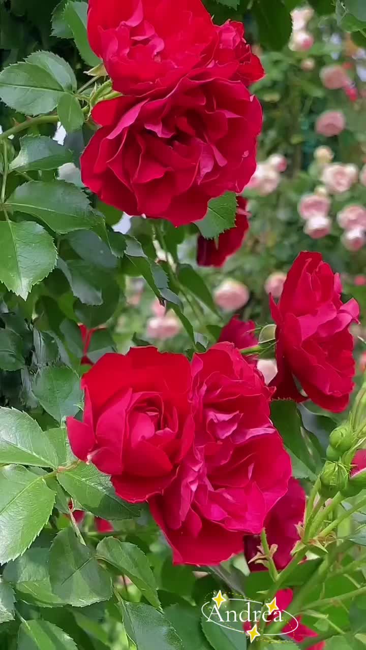 @andreacorsi298