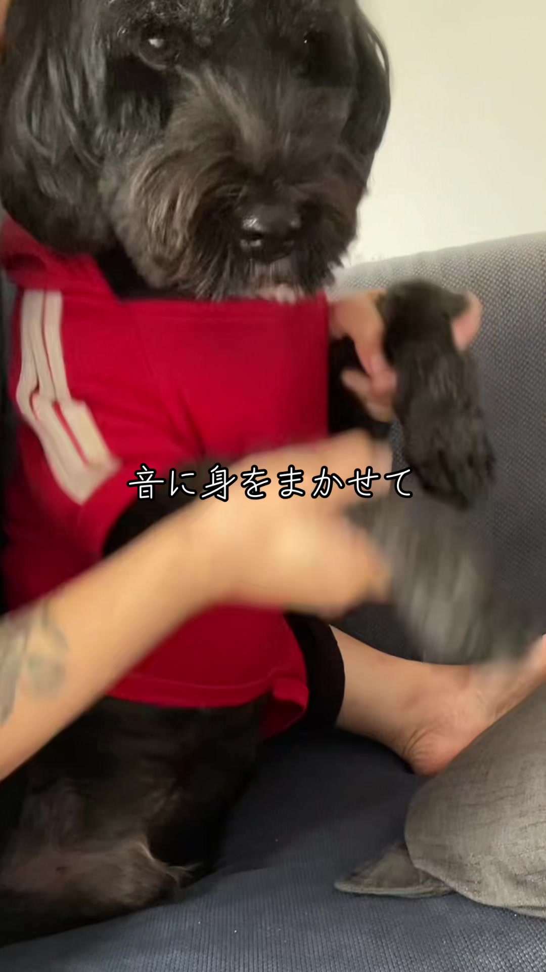 @Okarina | Perth Pawrent Guide