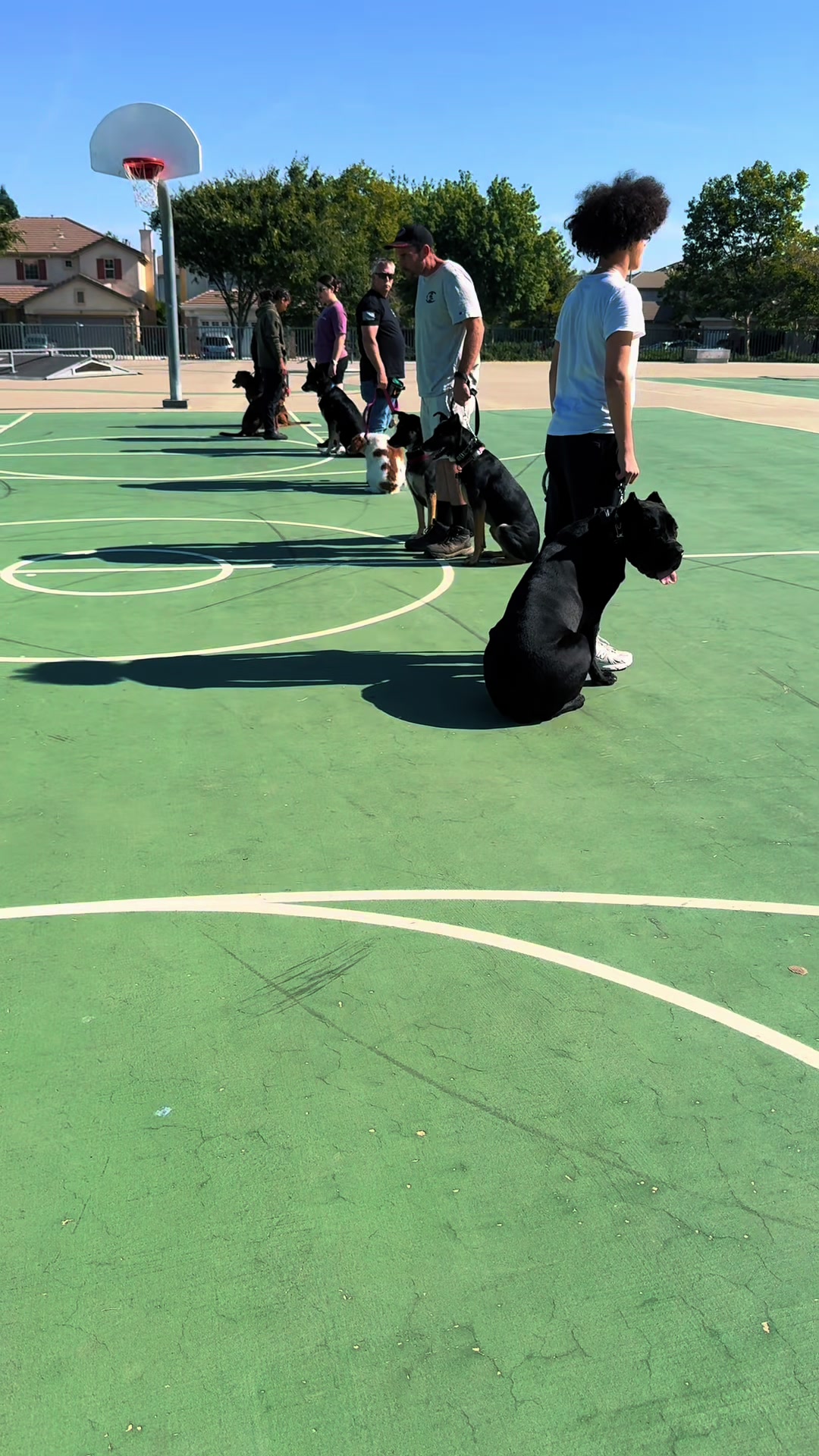 @Tactical K9s Dog Training