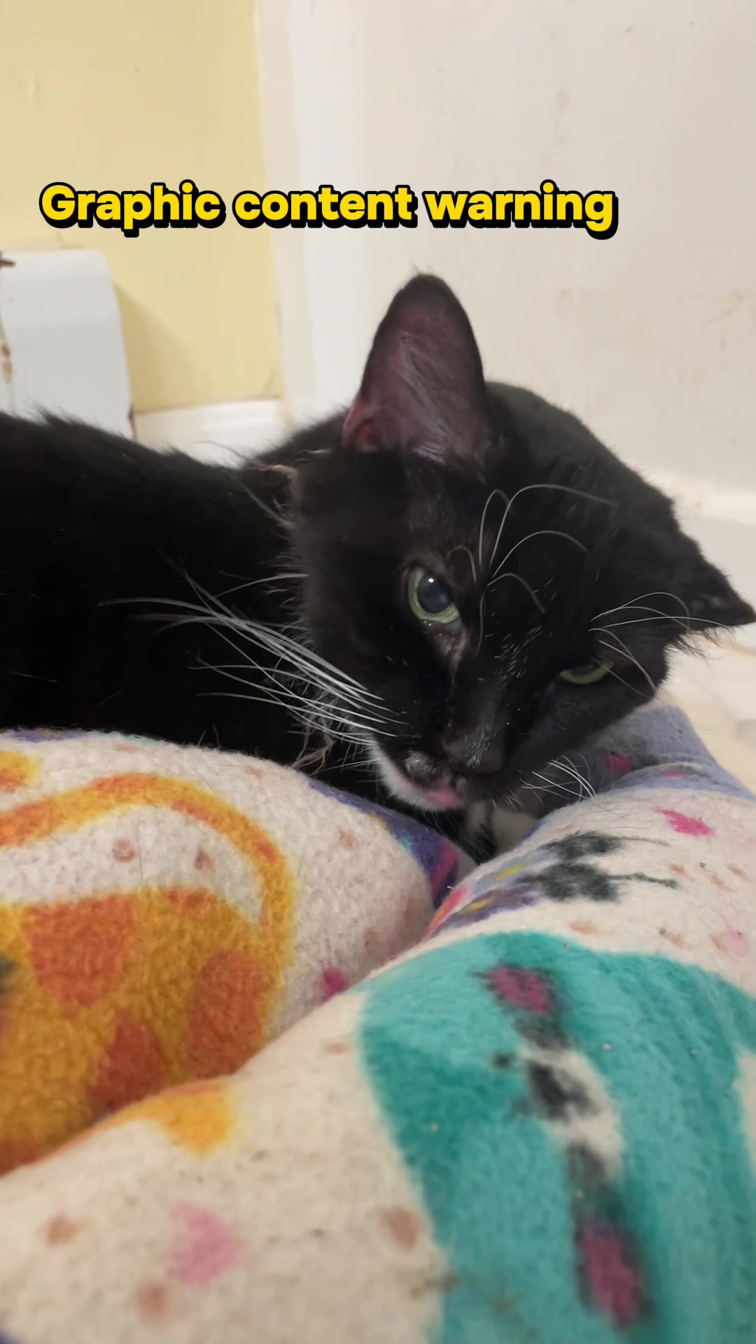 @Are We Home Yet? Cat Sanctuary