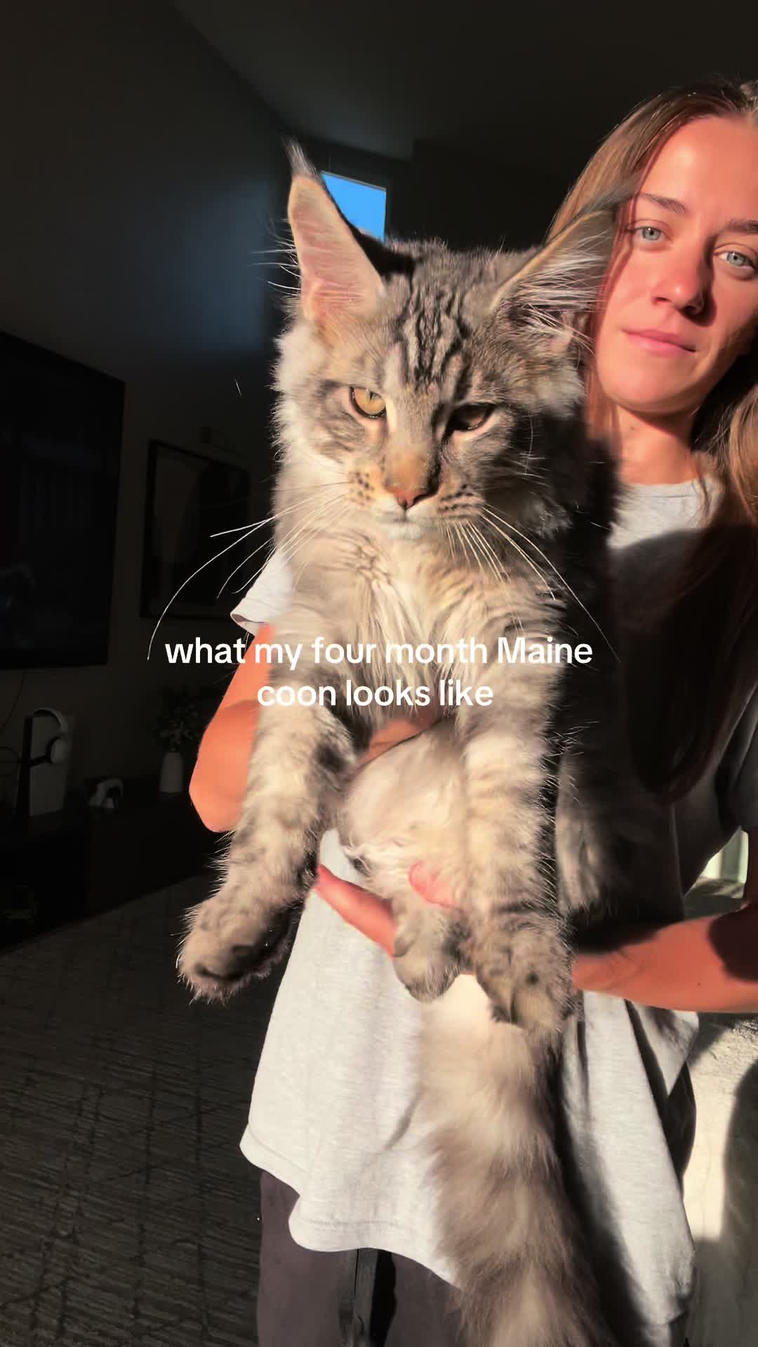 @majesticmainecoon