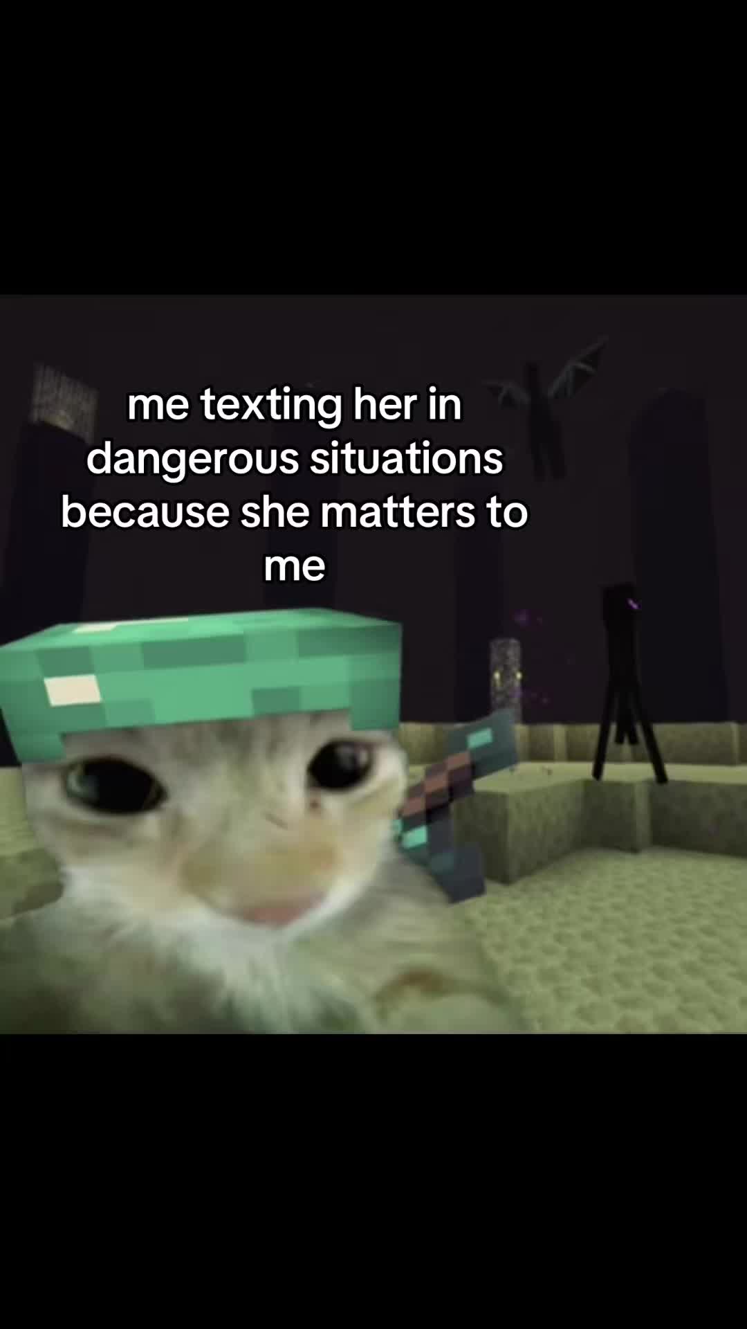 @meowconcept