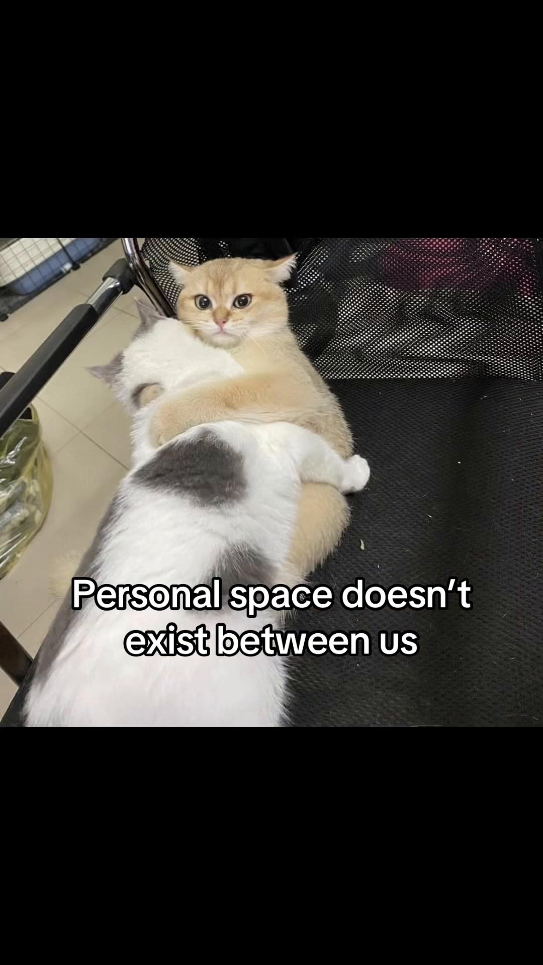 @meowconcept