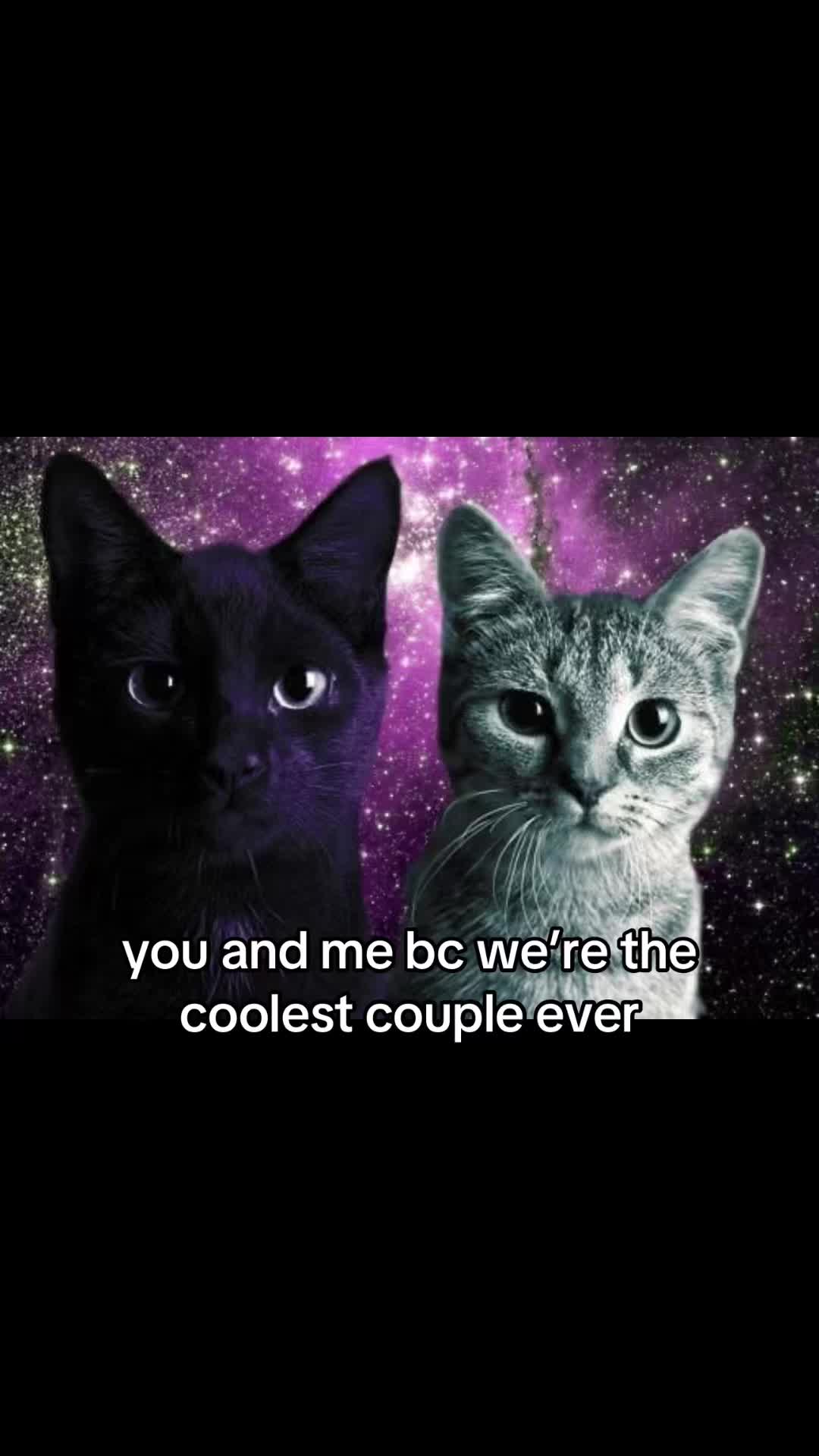 @meowconcept