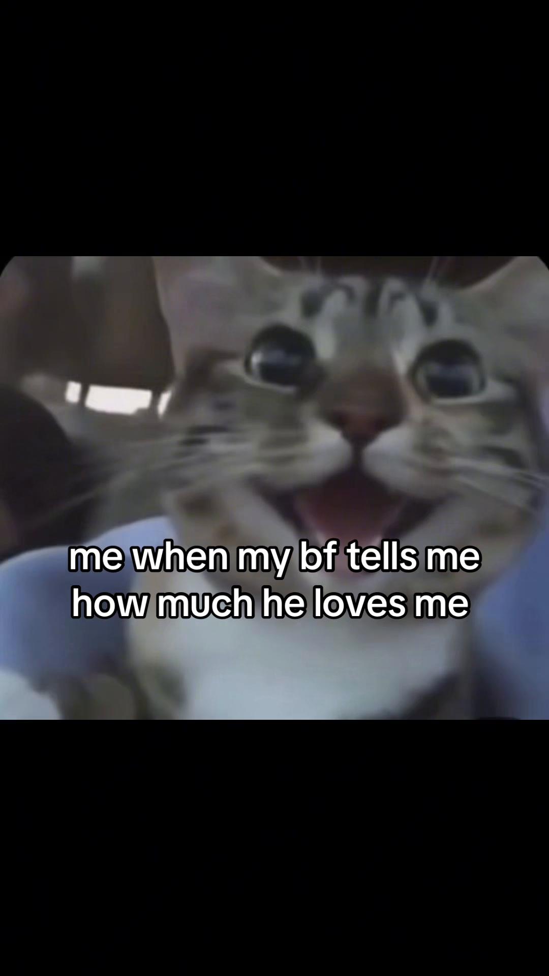 @meowconcept