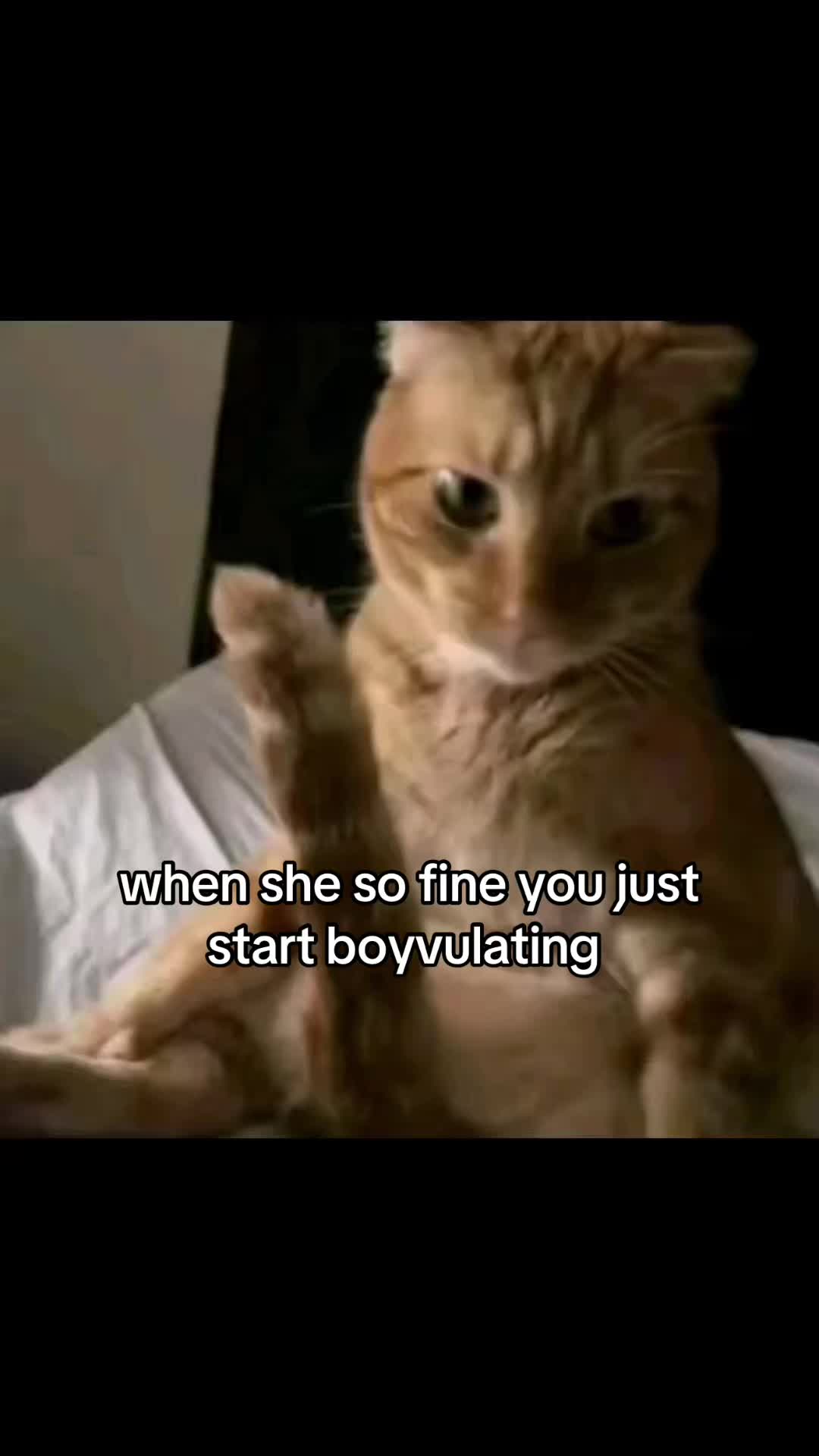 @meowconcept