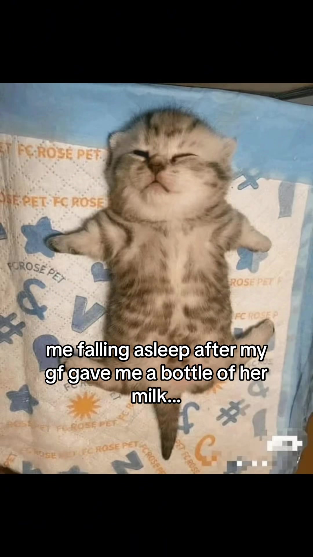 @meowconcept