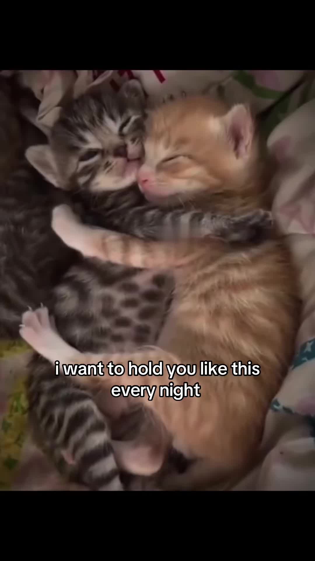 @meowconcept