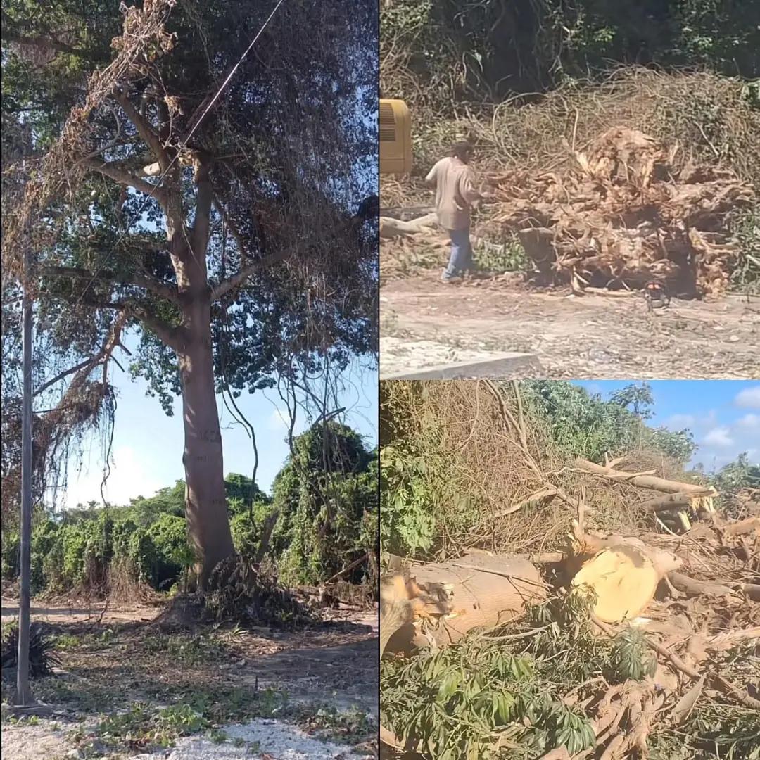 @La Banana Ambiental