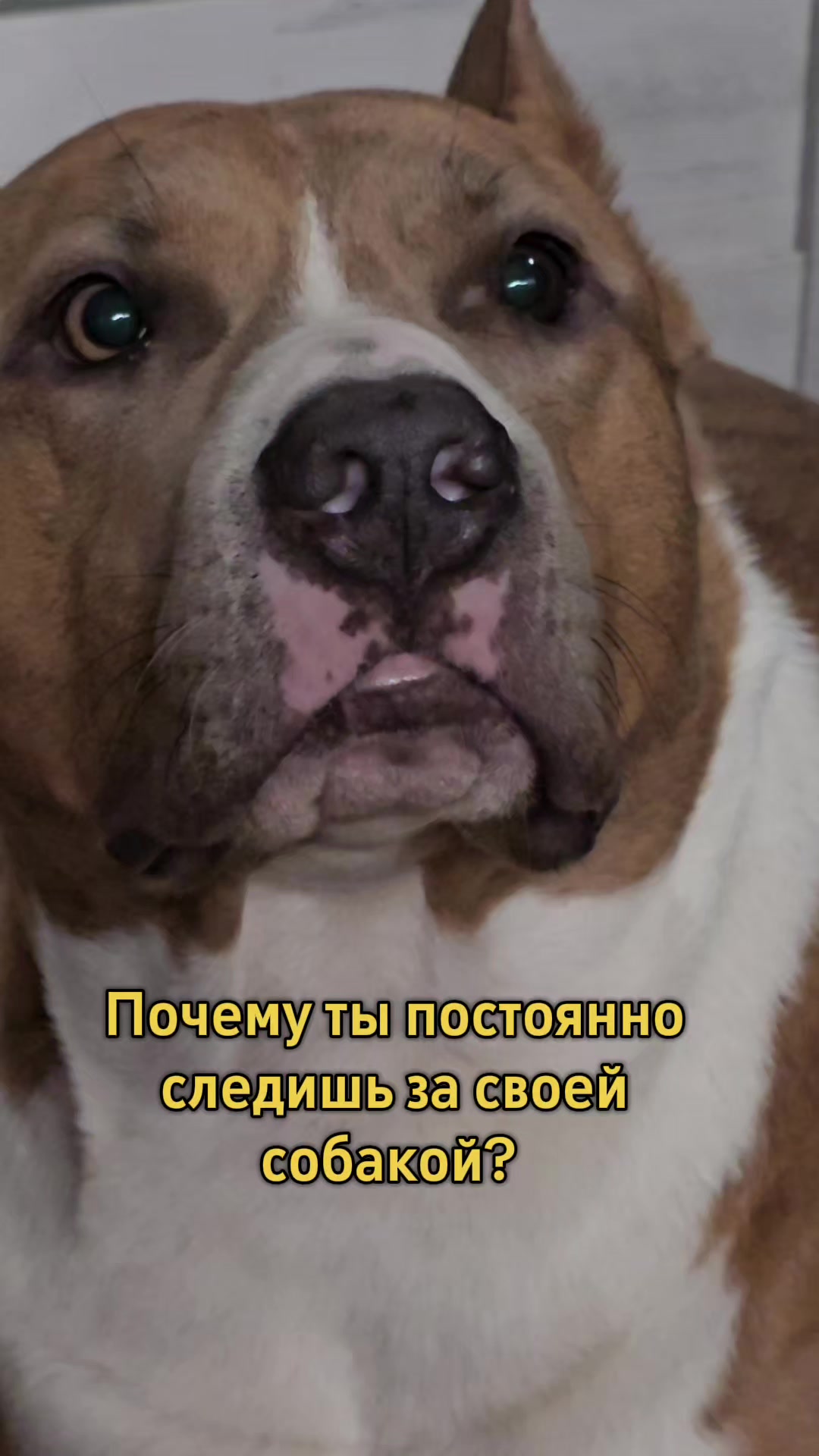 @Pitbul Fred
