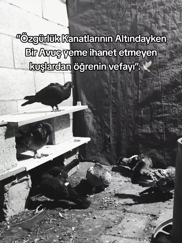 @❤️&zwj;🩹🕊️