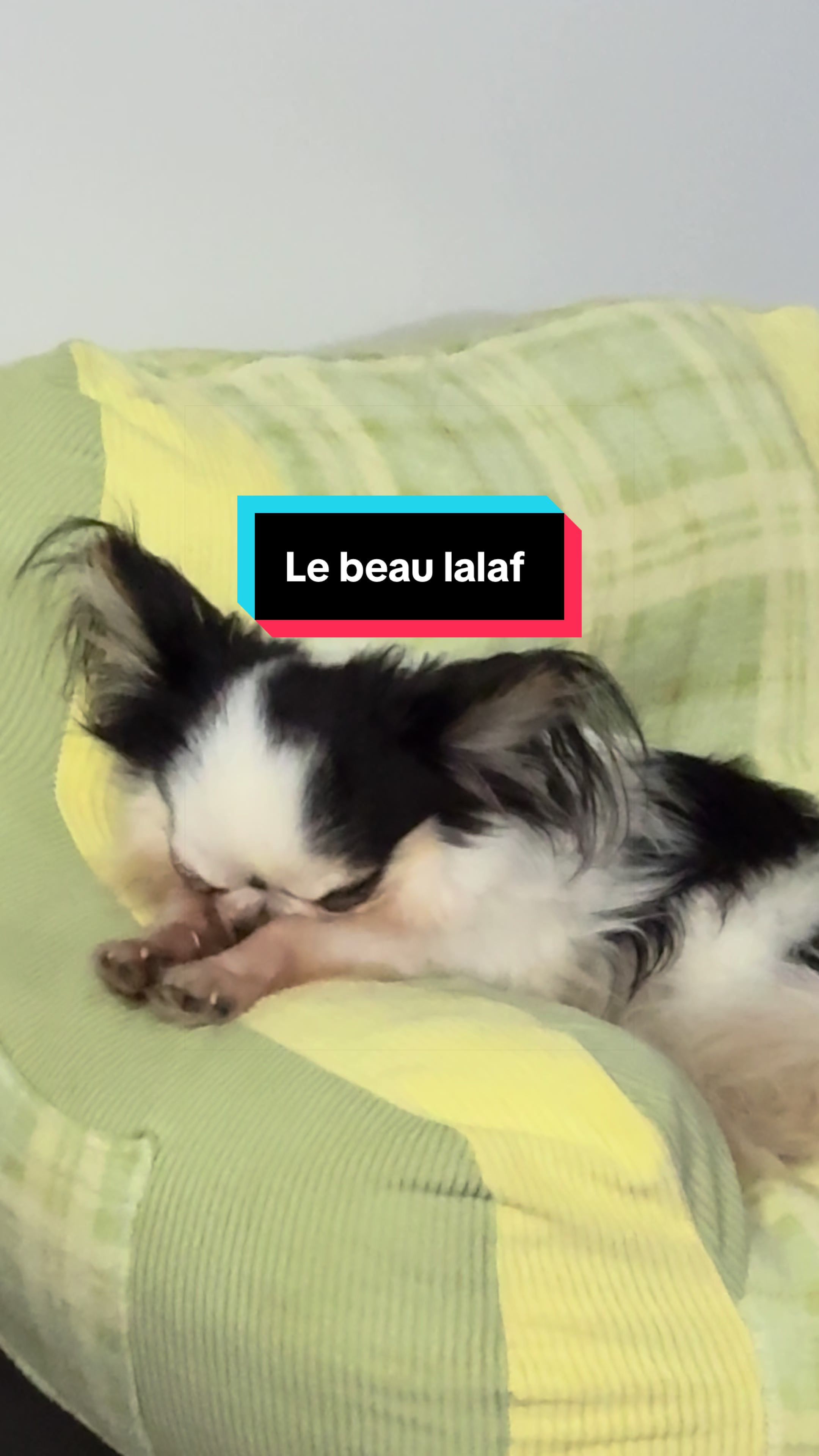 @&oacute;la_chihuahua