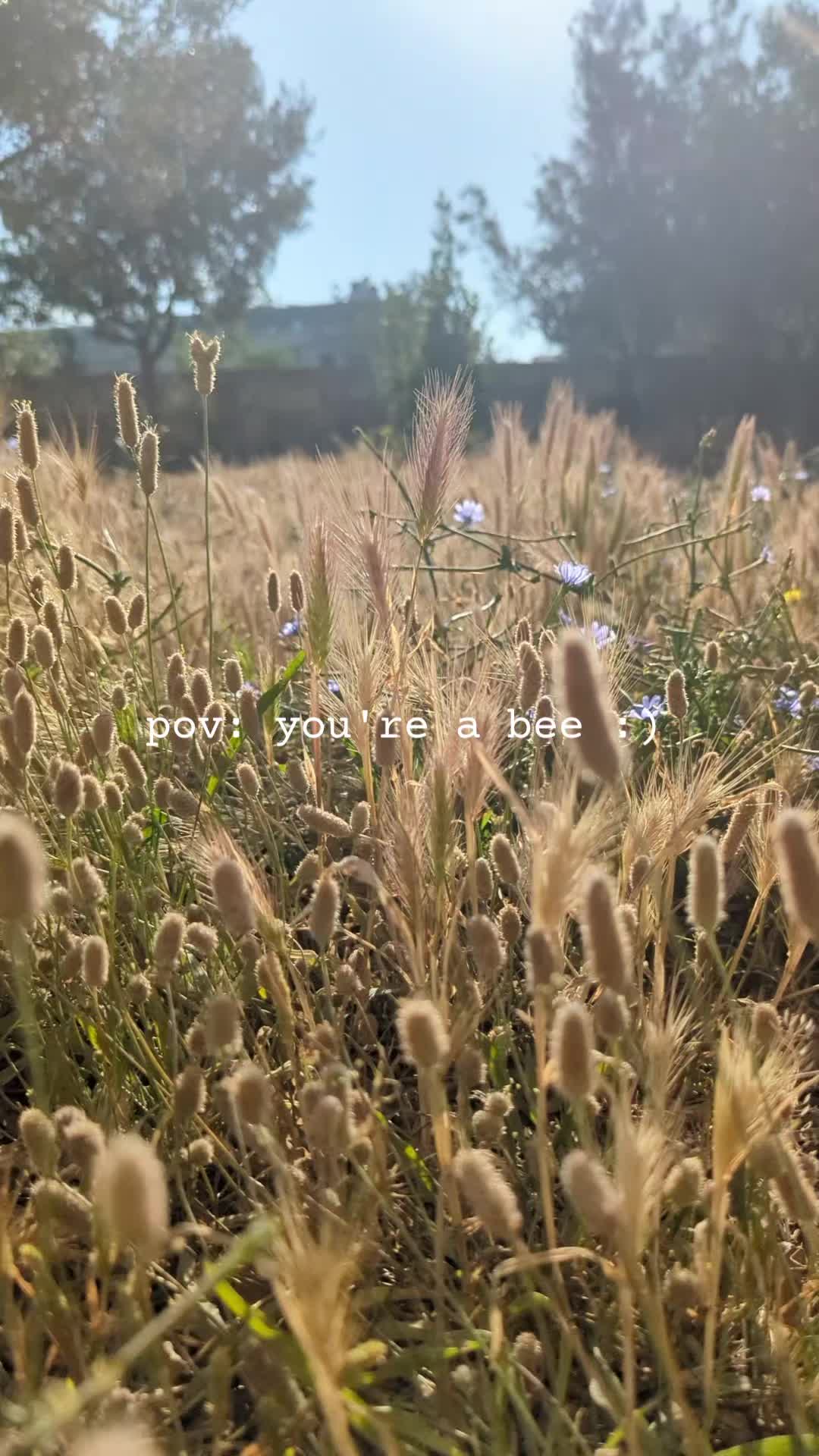 @napanoon