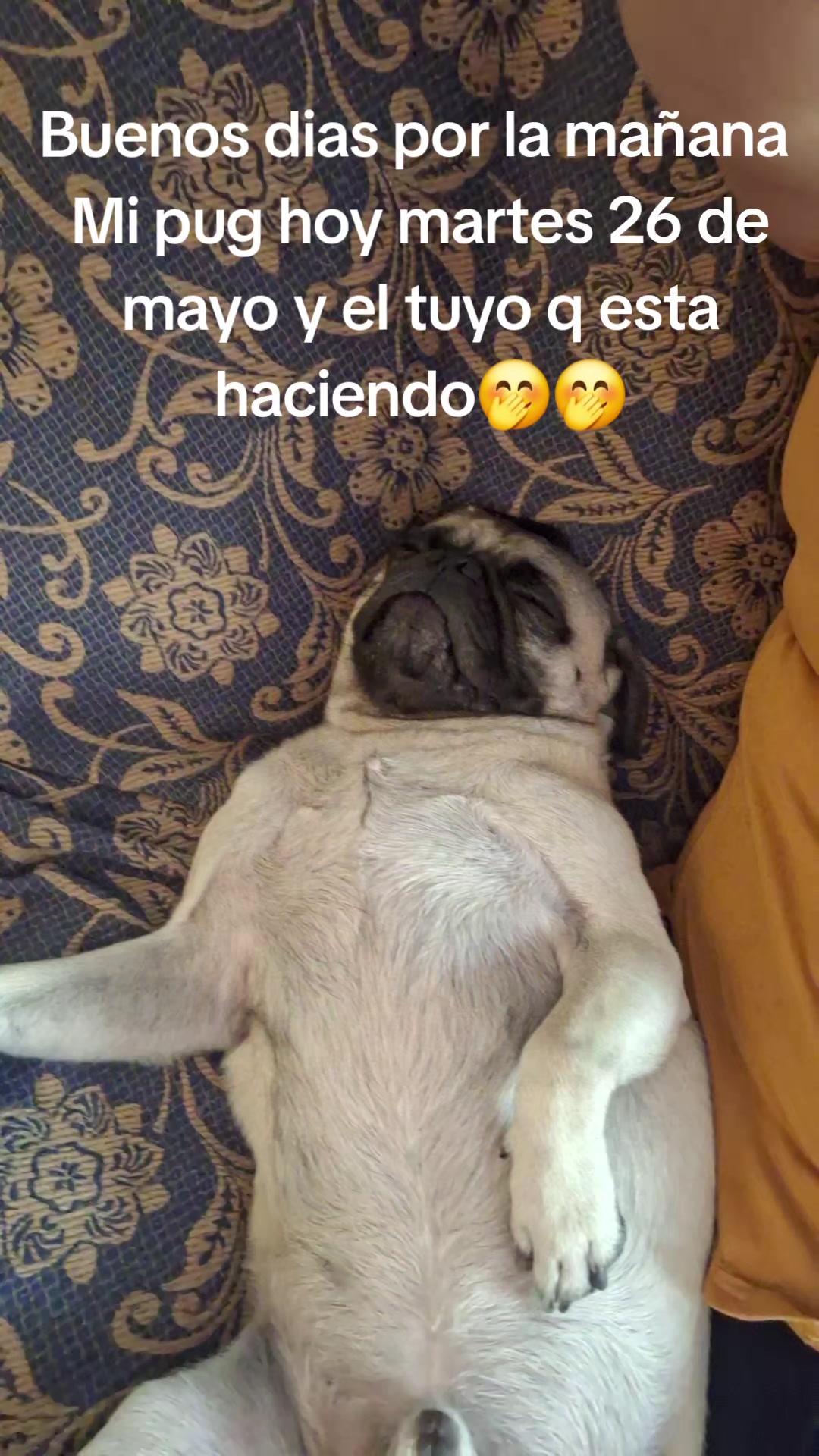 @elviira P.A