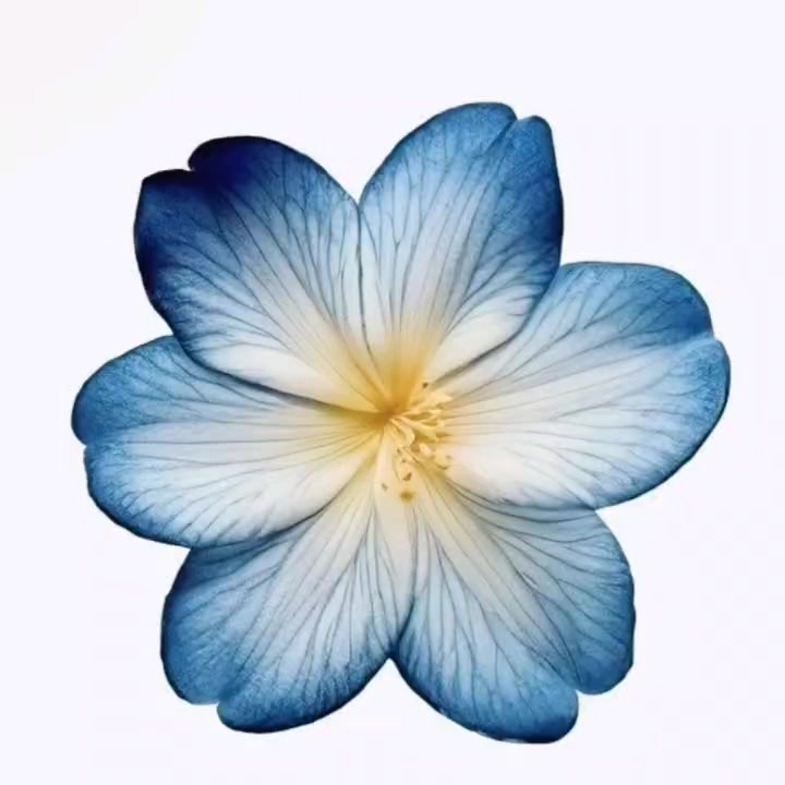 @✮⭐୨𝐉𝐮𝐬𝐭 𝐉𝒪𝑱𝒪ৎ🫐✭