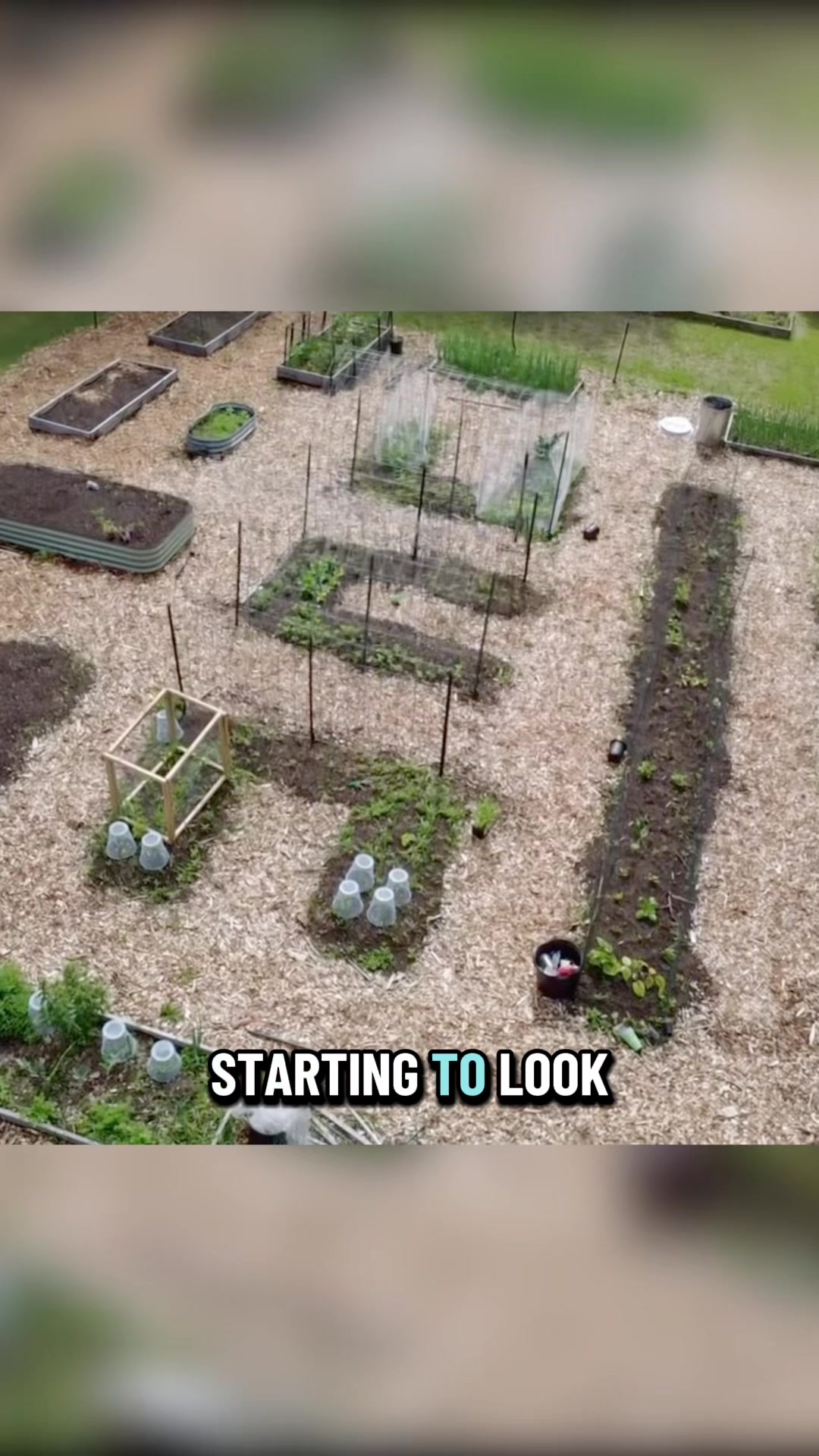 @Manica | zone 6a gardener