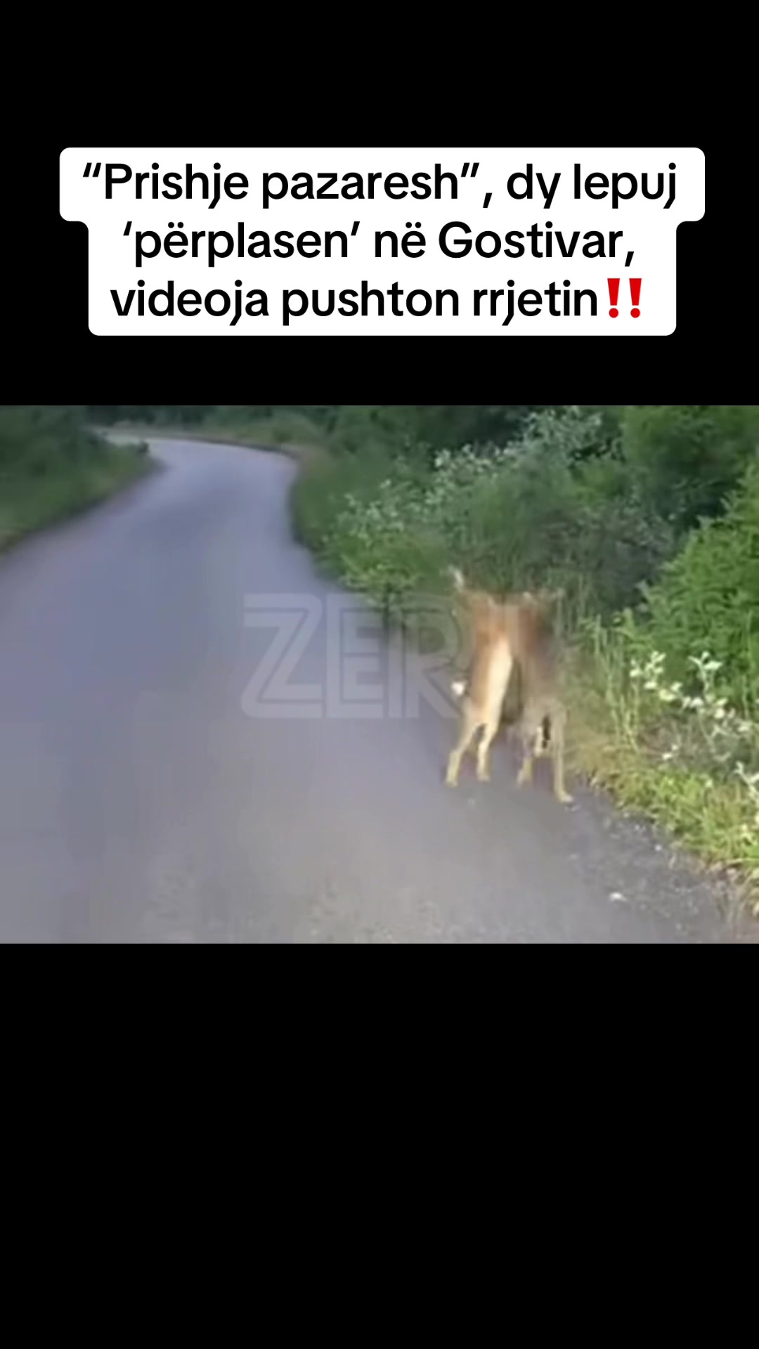 @Z&Euml;RI