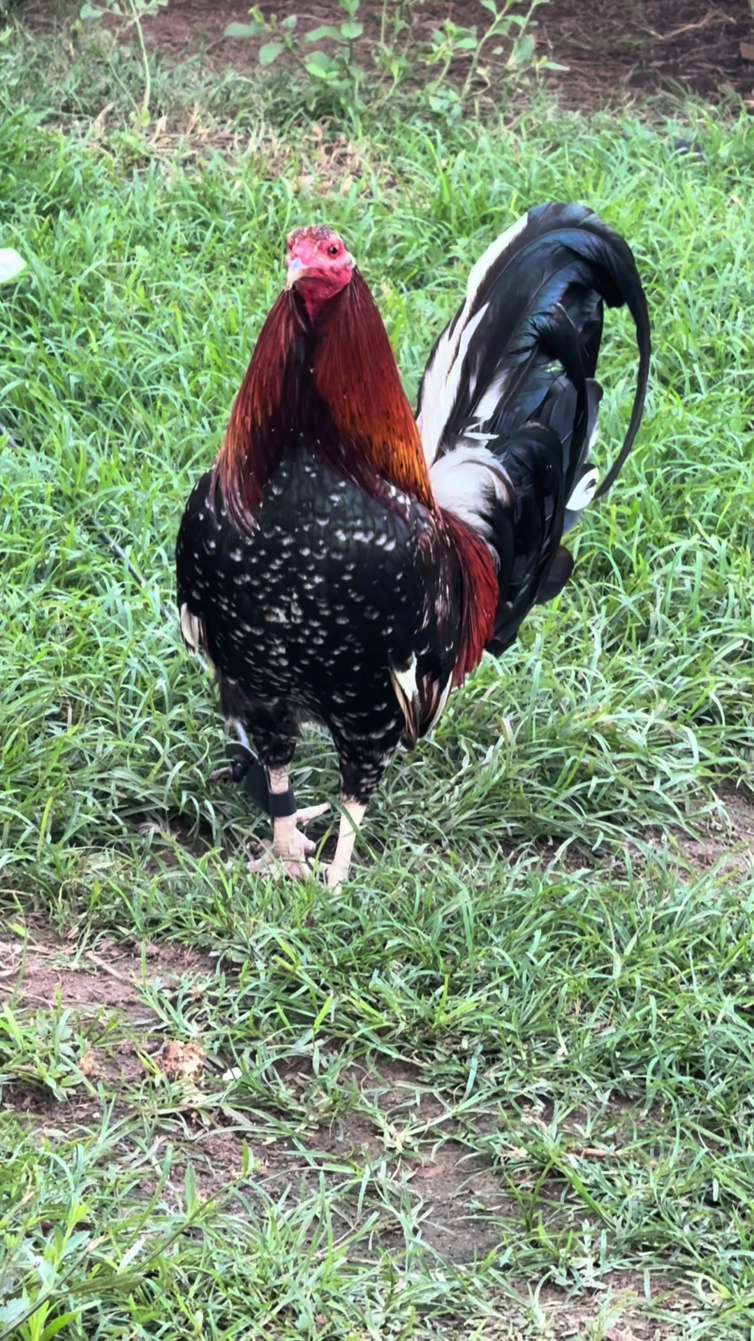 @Bryan Gamefarm