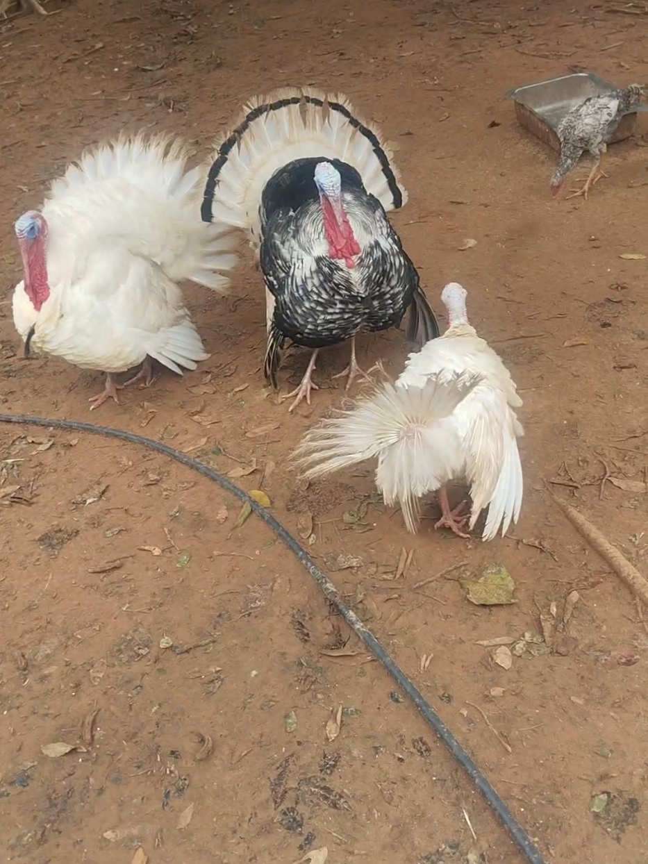 @goose.gang