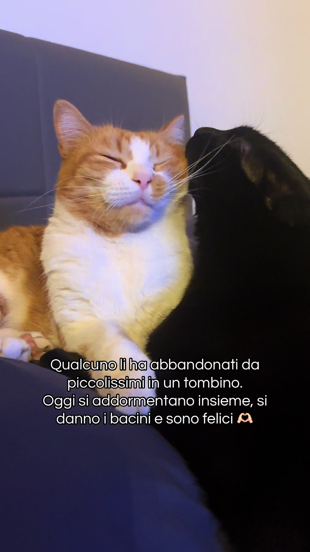 @Family_pelosa🐱🐰🐶🐮