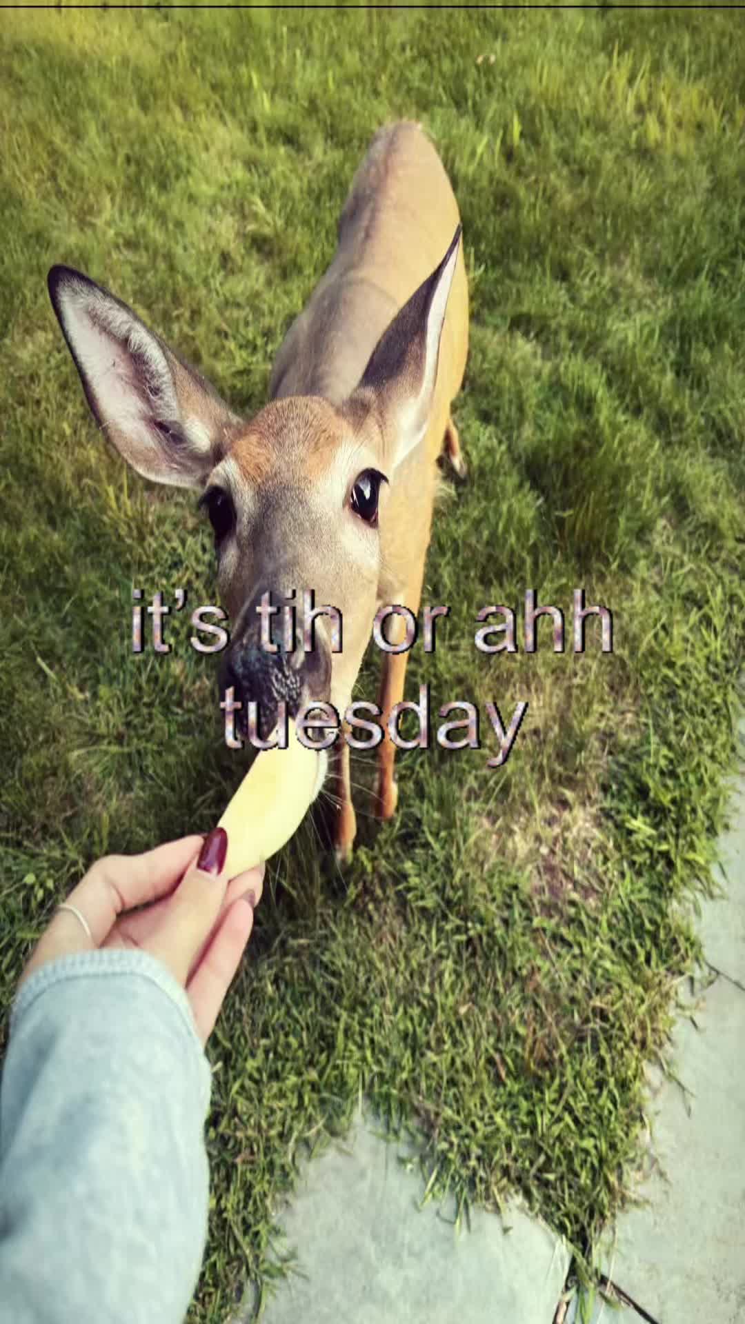 @livinlikedis