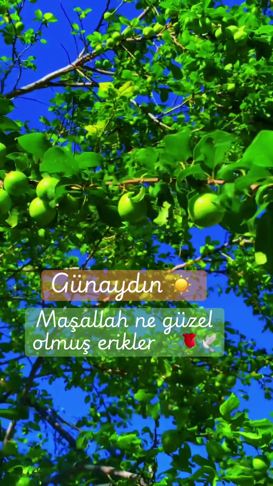 @🇹🇷 ͜͡✭𓃥 &alpha;үү&iota;ℓ&part;&iota;z🦅🐺🤘A.S✨9