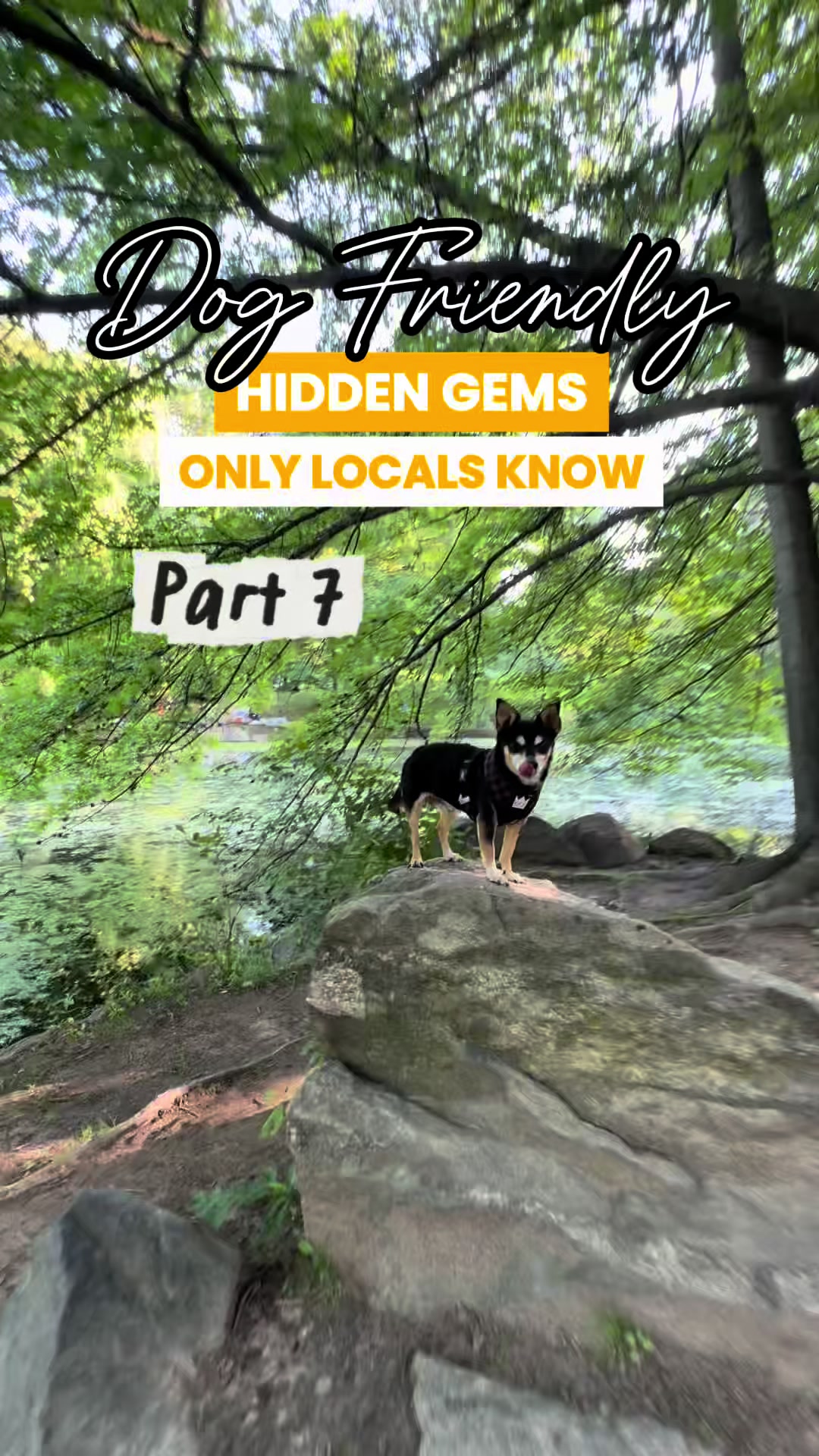 @nycdogadventures