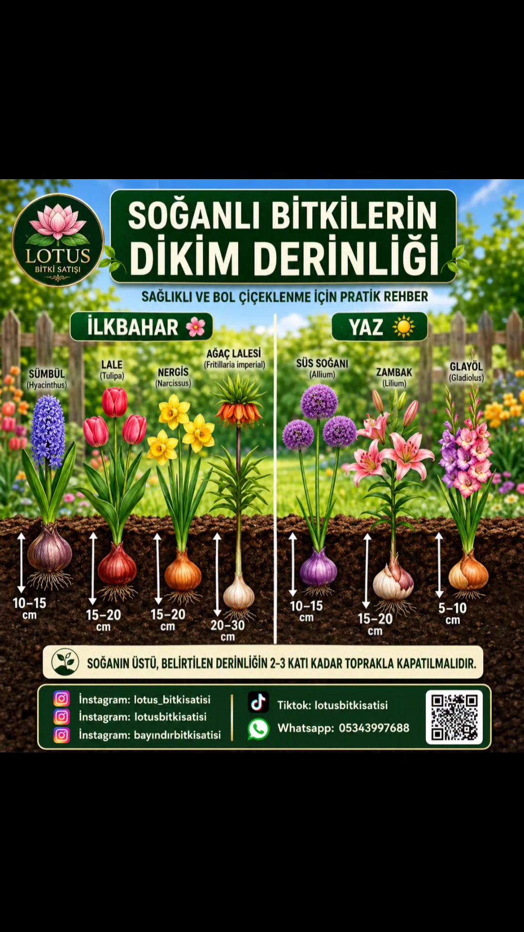 @Lotus bitki satışı